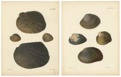 Antike Muschellithographien "Unio" - Handkolorierte Tafeln von Sowerby, 1842