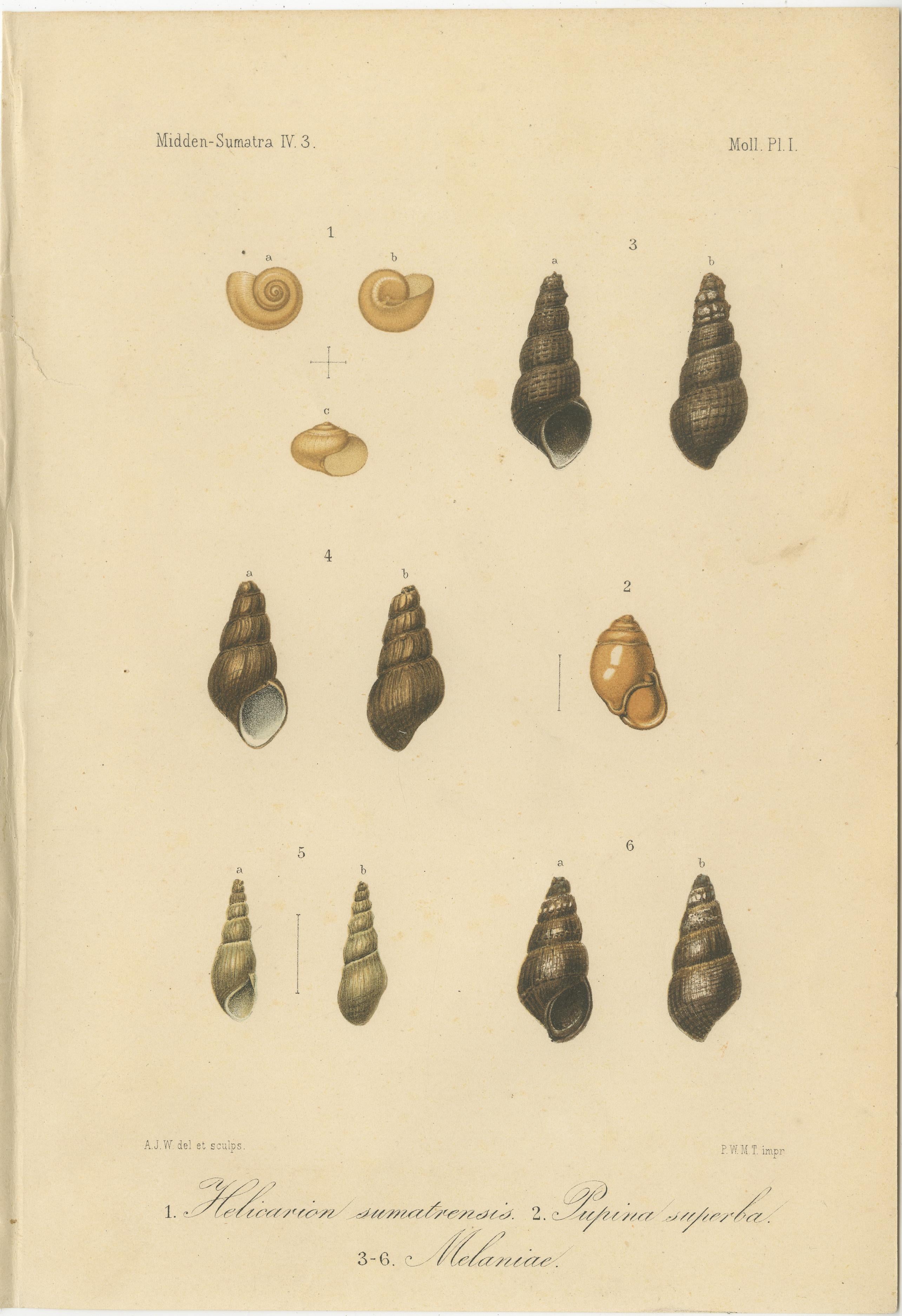 Antiker Muscheldruck von Sumatra-Schnecken - Helicarion, Pupina, Melania c.1887

Beschreibung:
Diese elegante Lithografie aus dem 19. Jahrhundert zeigt verschiedene Mollusken aus Sumatra und wurde um 1878 in der renommierten niederländischen