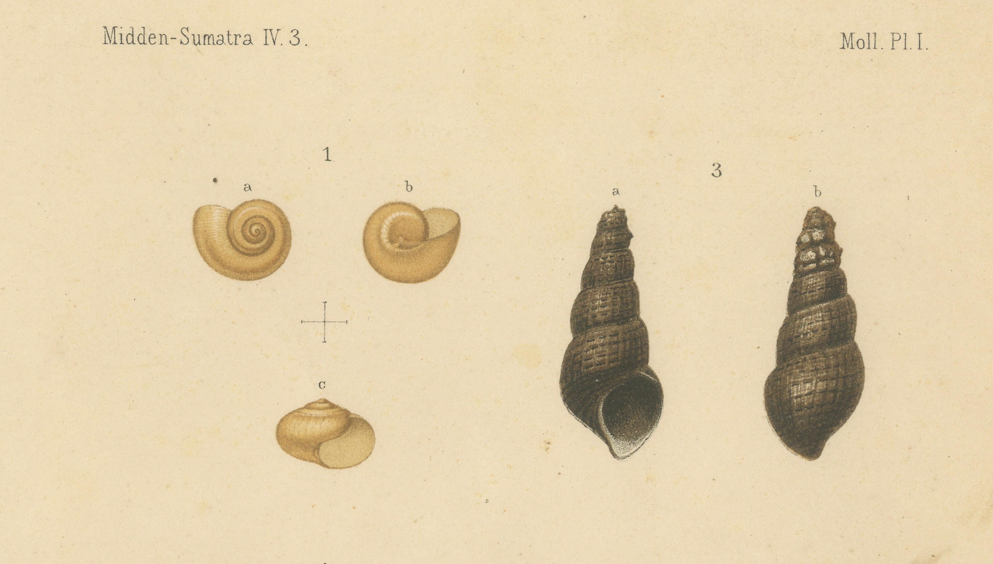 Antiker Muscheldruck von Sumatra-Schnecken - Helicarion, Pupina, Melania c.1887 (Niederländisch) im Angebot