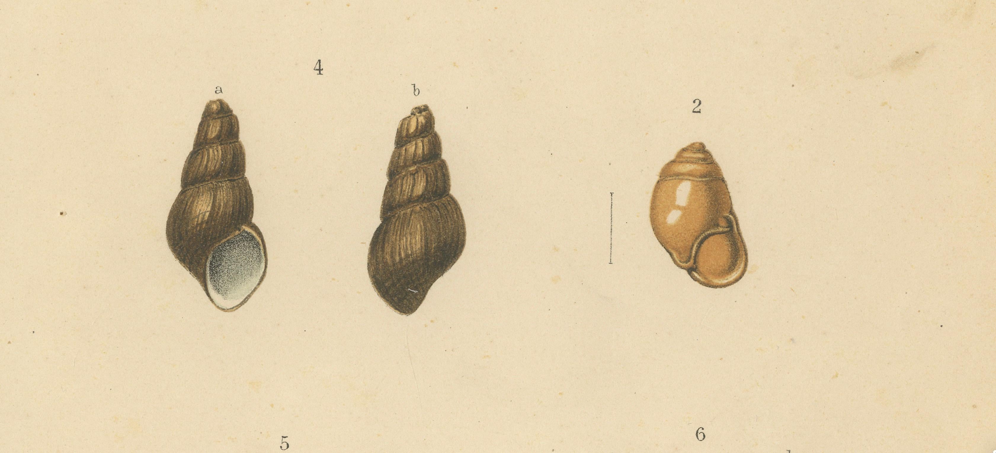 Antiker Muscheldruck von Sumatra-Schnecken - Helicarion, Pupina, Melania c.1887 (Graviert) im Angebot