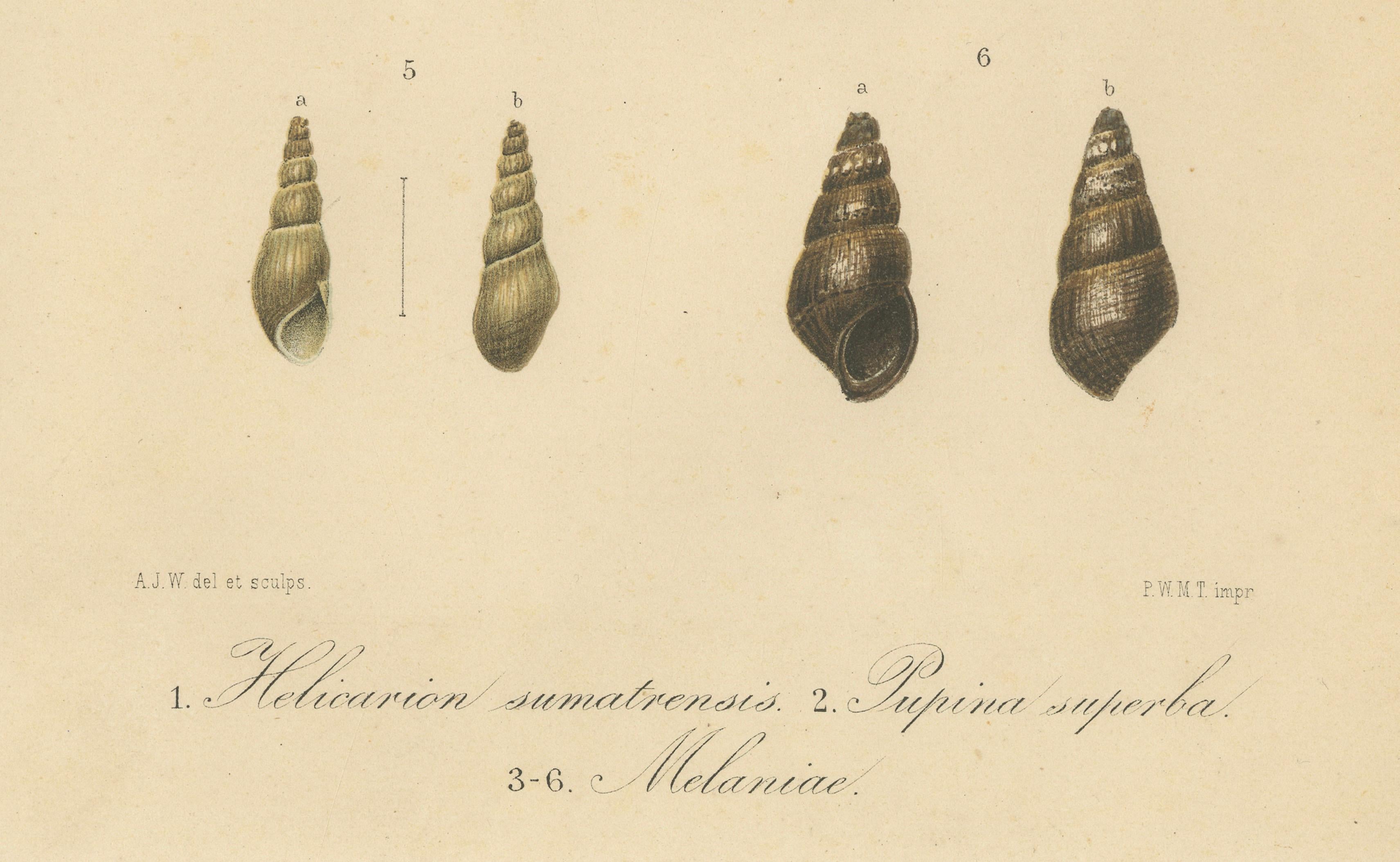 Antiker Muscheldruck von Sumatra-Schnecken - Helicarion, Pupina, Melania c.1887 im Zustand „Gut“ im Angebot in Langweer, NL