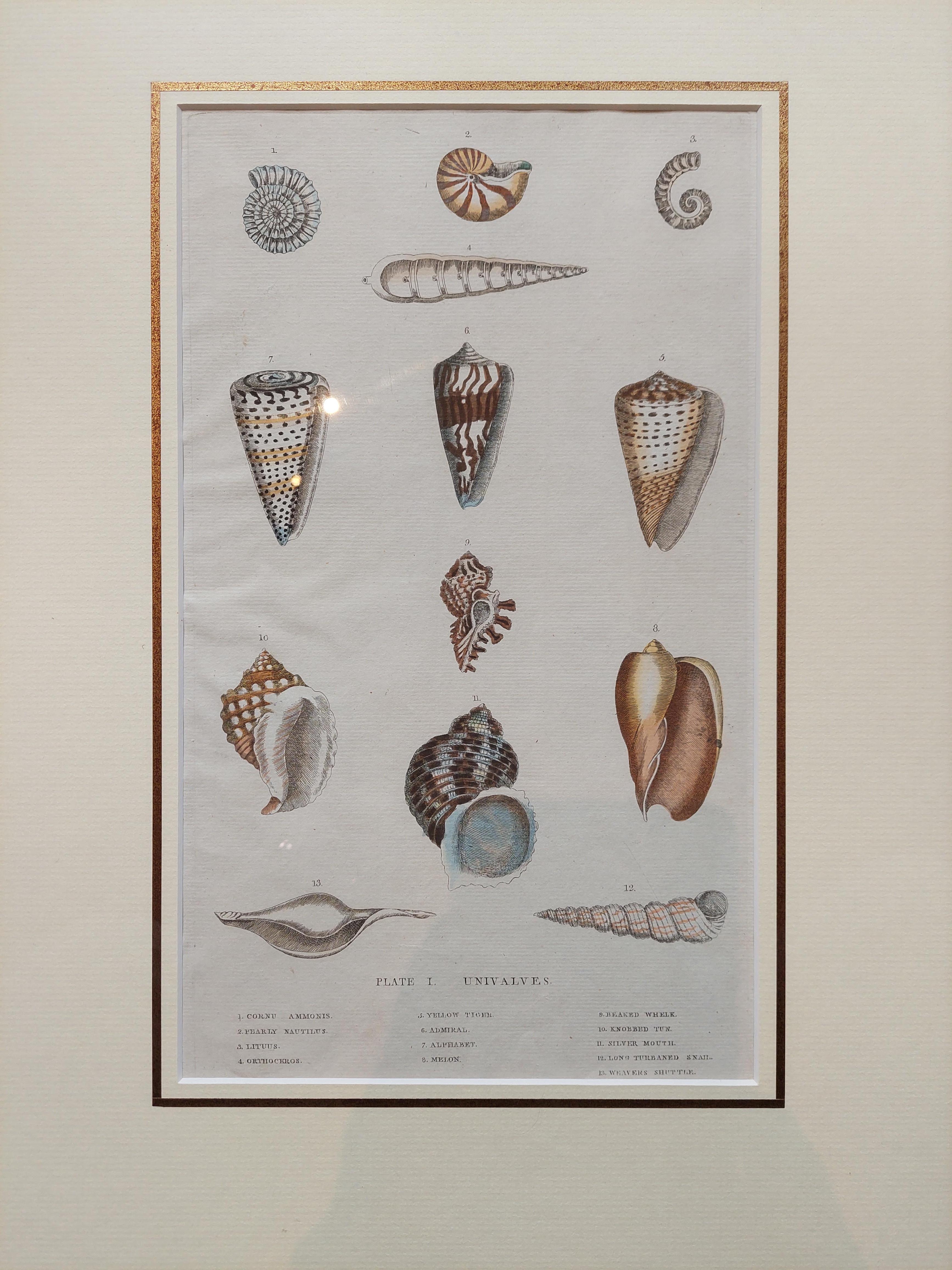 Antique Shell Print of Univalves in Frame, Published ca.1785 In Good Condition For Sale In Langweer, NL