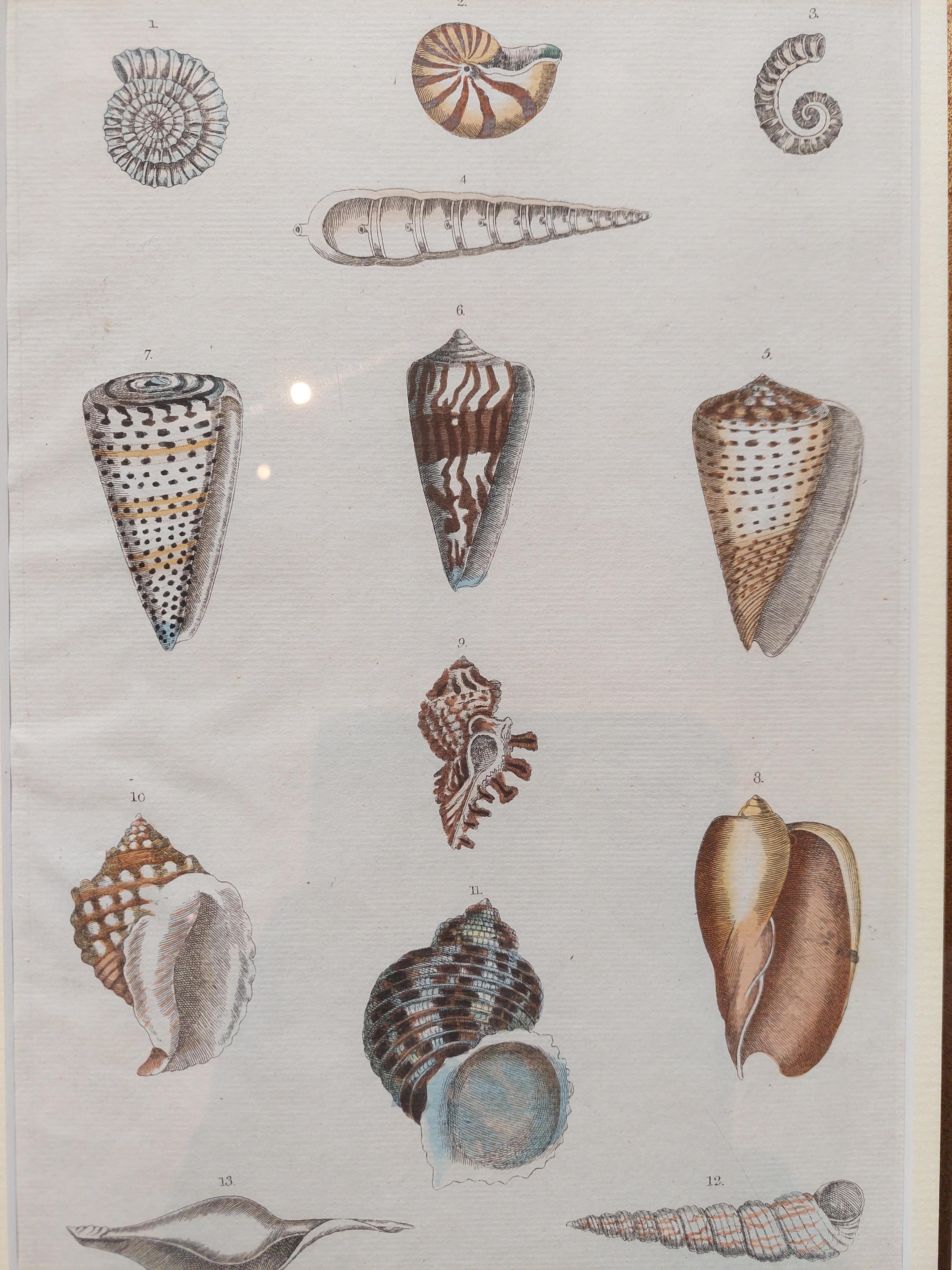 Paper Antique Shell Print of Univalves in Frame, Published ca.1785 For Sale