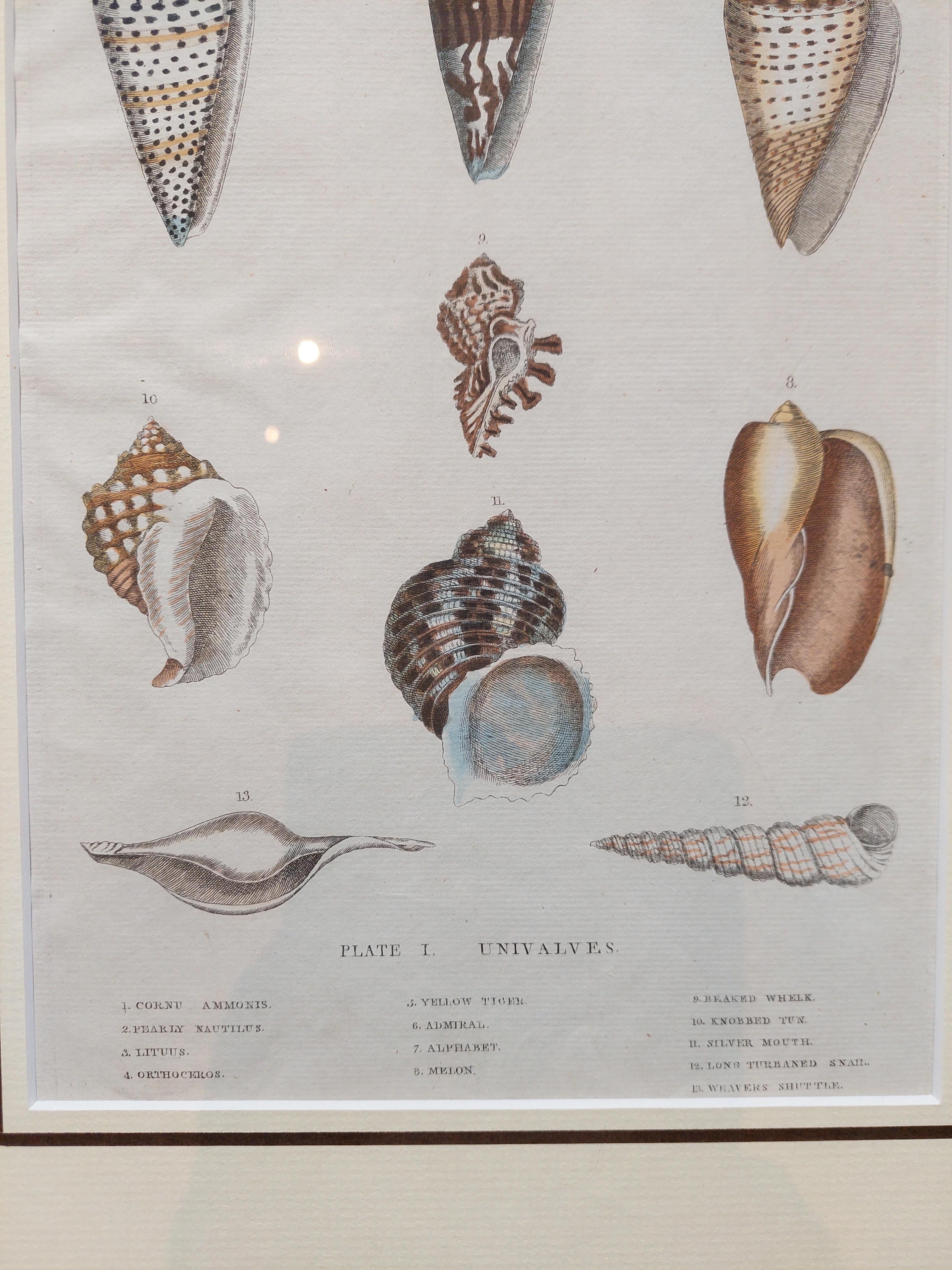 Antique Shell Print of Univalves in Frame, Published ca.1785 For Sale 1