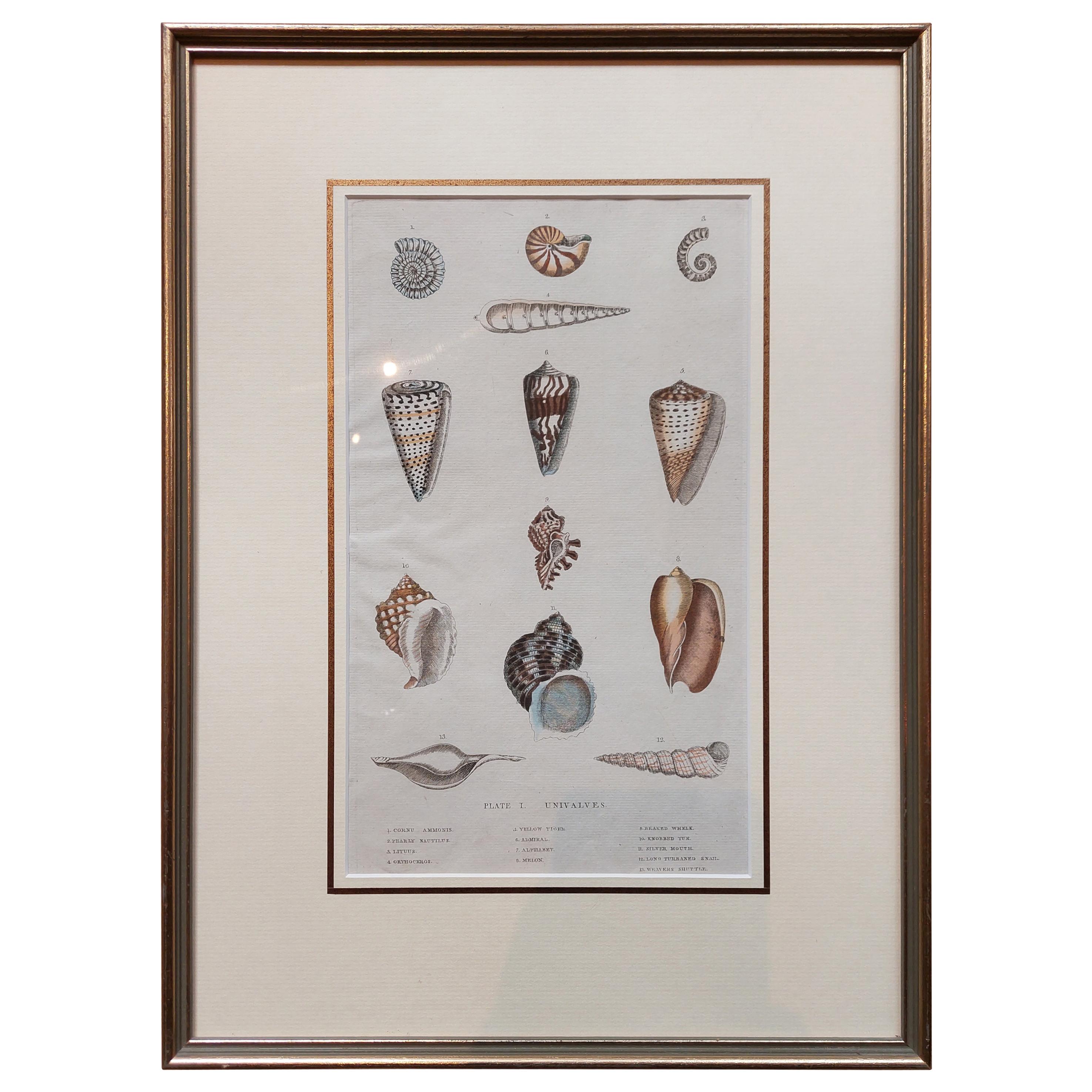 Antique Shell Print of Univalves in Frame, Published ca.1785 For Sale