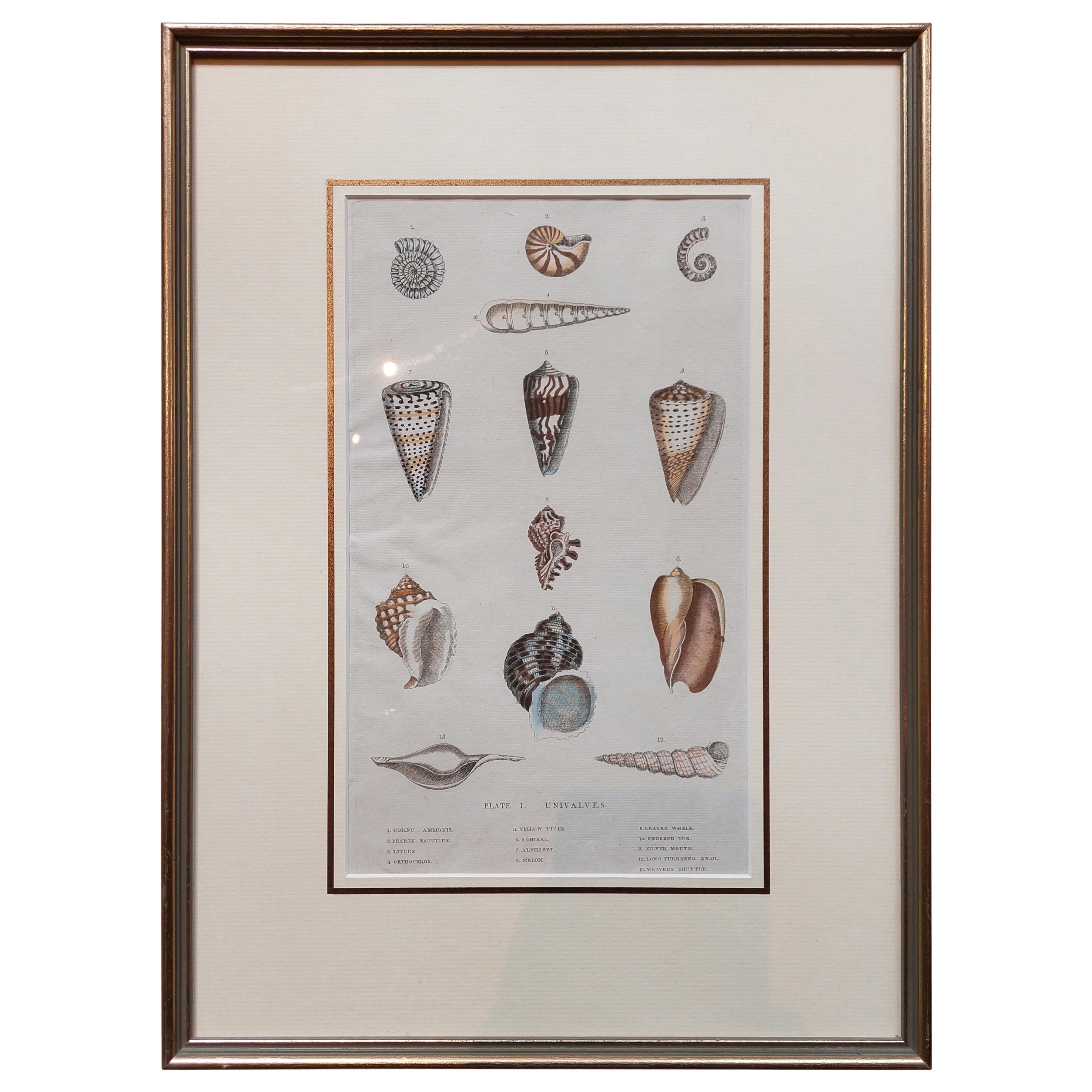 Grabado antiguo de conchas de univalvos en marco, Publicado ca.1785