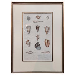 Antique Shell Print of Univalves in Frame, Published ca.1785