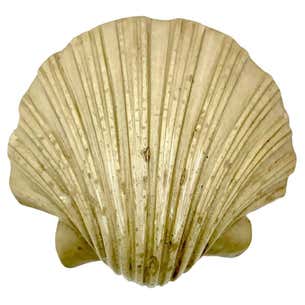 Antique Shell Scallop Lava Stone Vesuv Grand Tour Souvenir St.James ...
