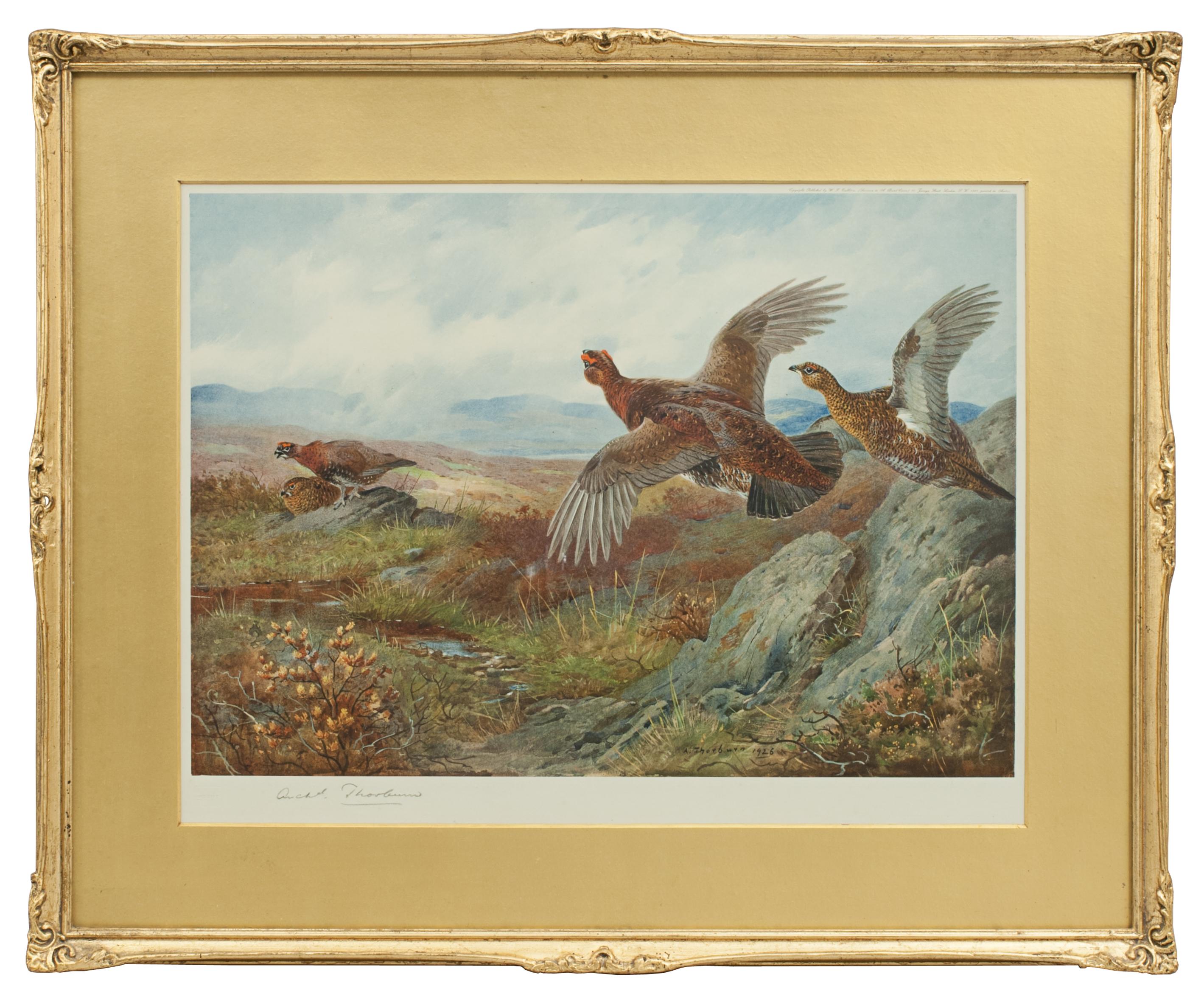 A game bird colotype print by Archibald Thorburn, titled 'Summer'. This is a single picture from a set of four called 'The Seasons'. Each season is represented by a bird, Partridge - Spring, Pheasant - Autumn, Grouse - Summer, Black Game - Winter.