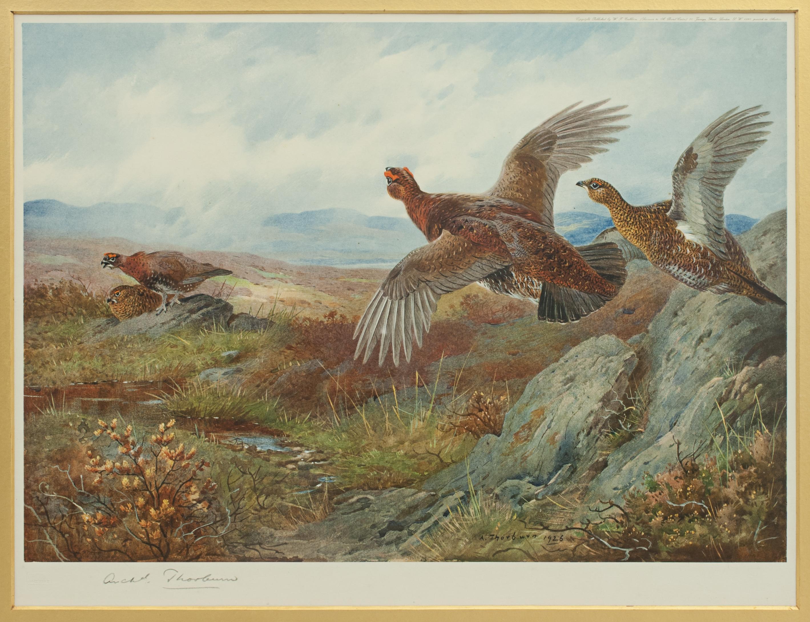 Sporting Art Antique Shooting Picture Game Birds by Archibald Thorburn 1927