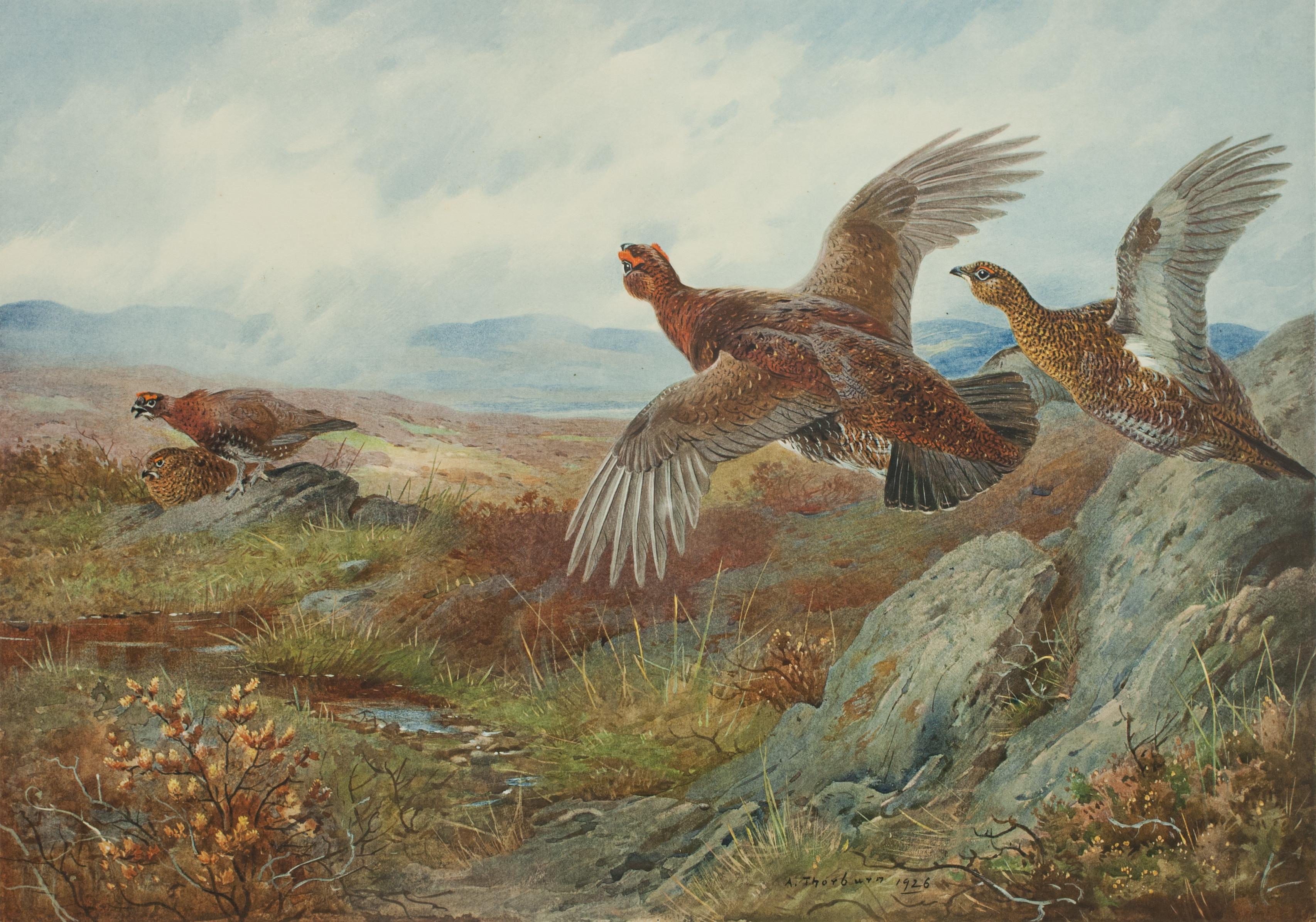 British Antique Shooting Picture Game Birds by Archibald Thorburn 1927
