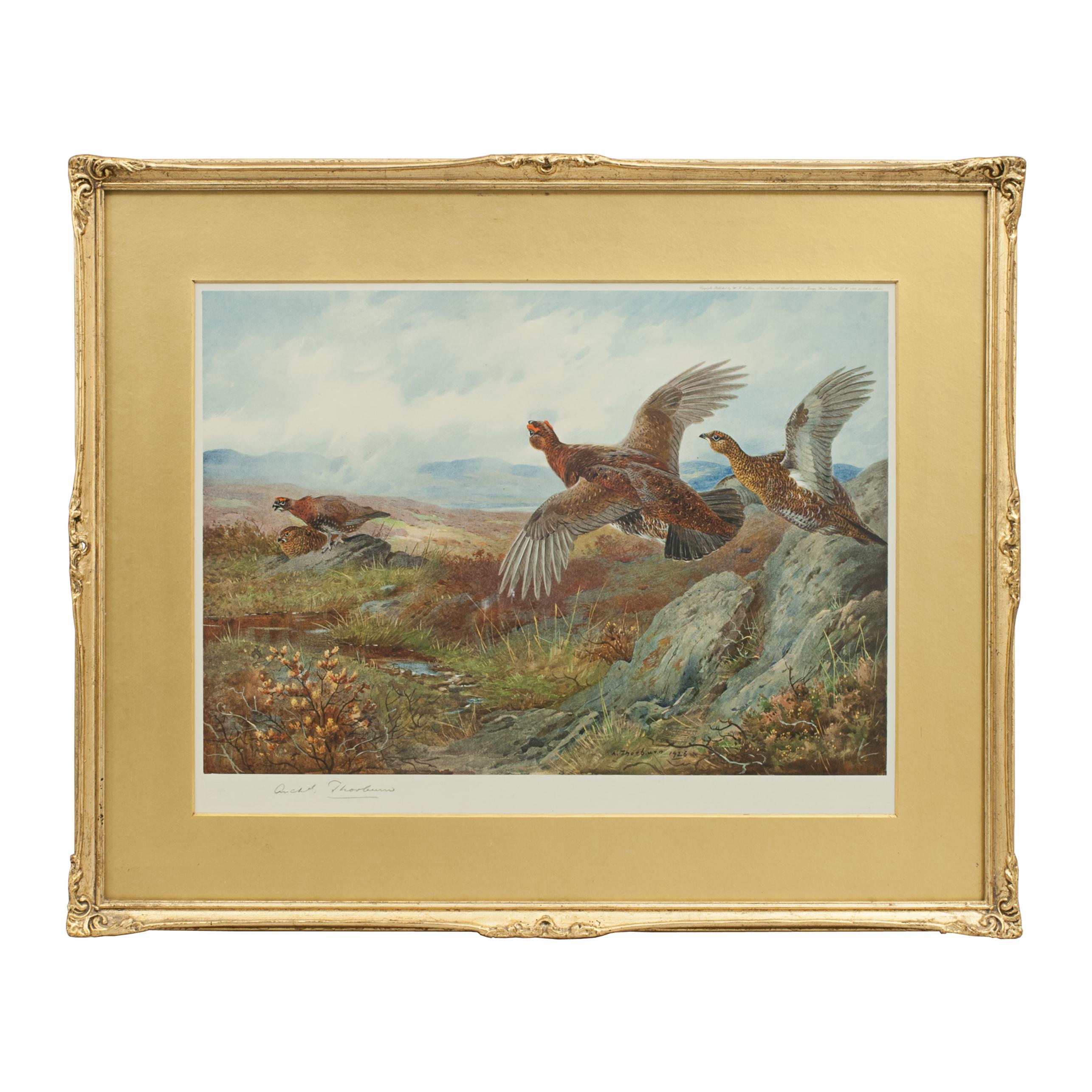 Antique Shooting Picture Game Birds by Archibald Thorburn 1927