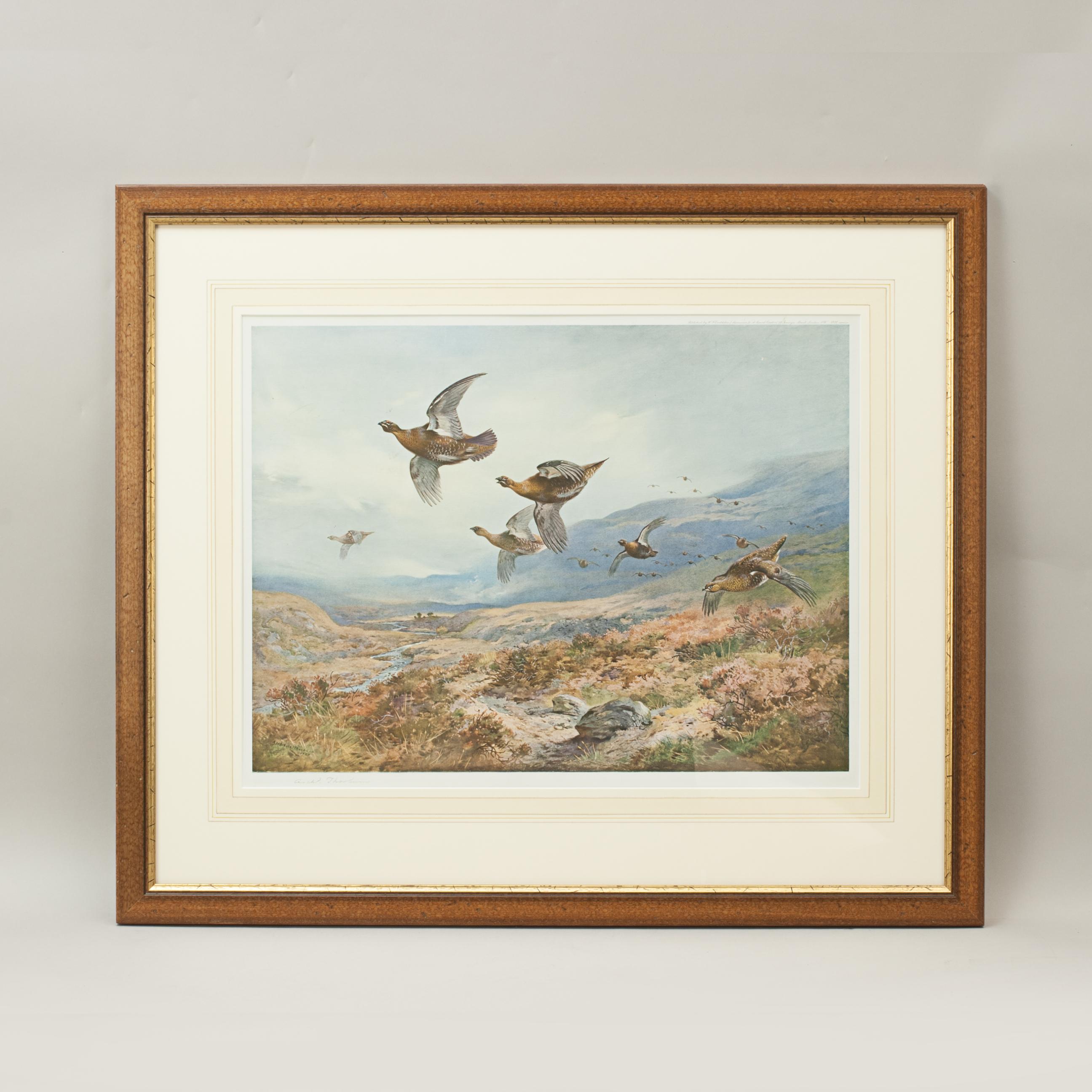Antique Shooting Picture, Grouse Over the Moors by Archibald Thorburn 3