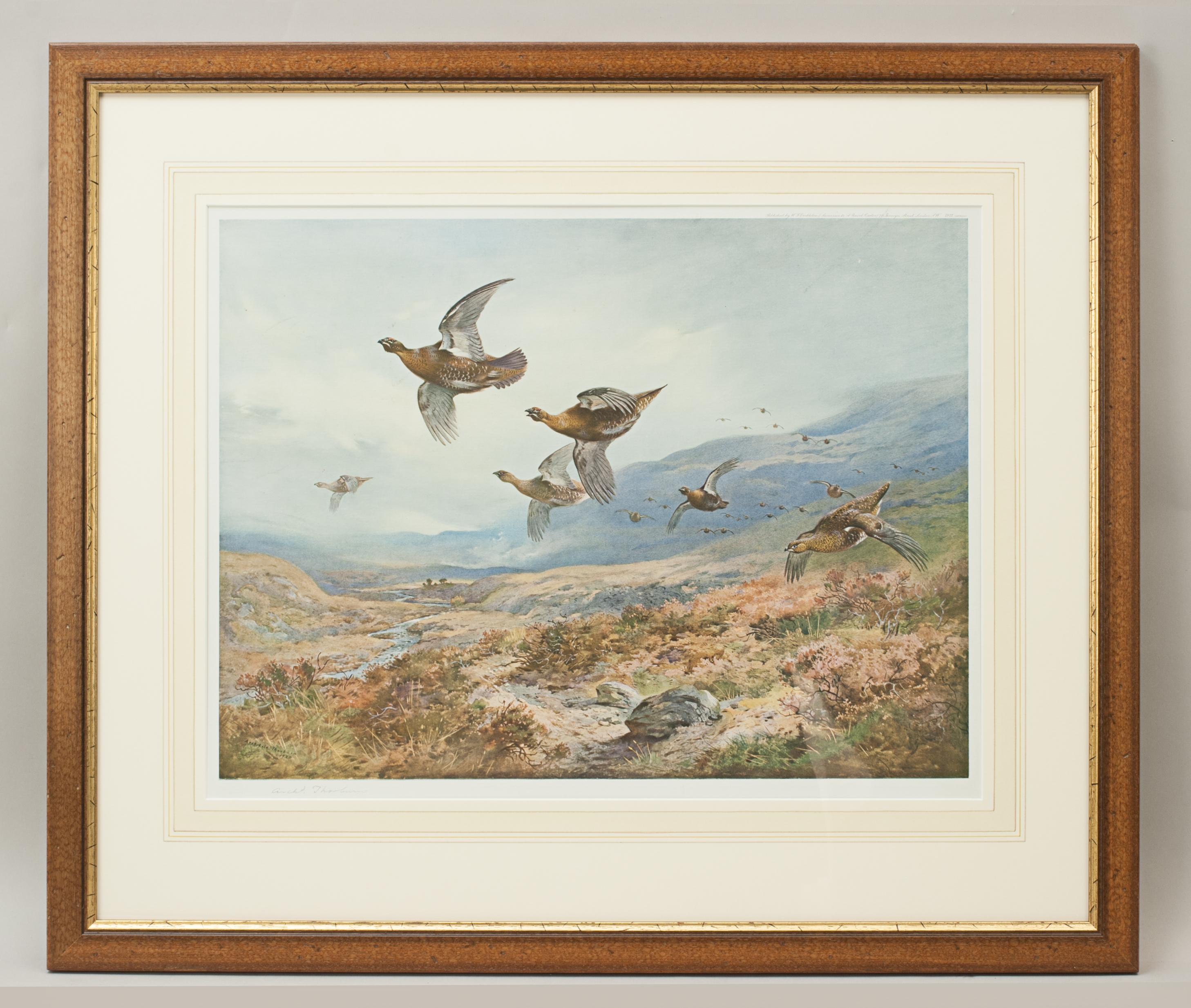 Game birds by Archibald Thorburn.
A framed game bird colotype print by Archibald Thorburn, titled 'Grouse Over The Moors' and signed in pencil by the artist. Published by W.F. Embleton (successor to A. Baird-Carter) 70 Jermyn Street, London, 1921