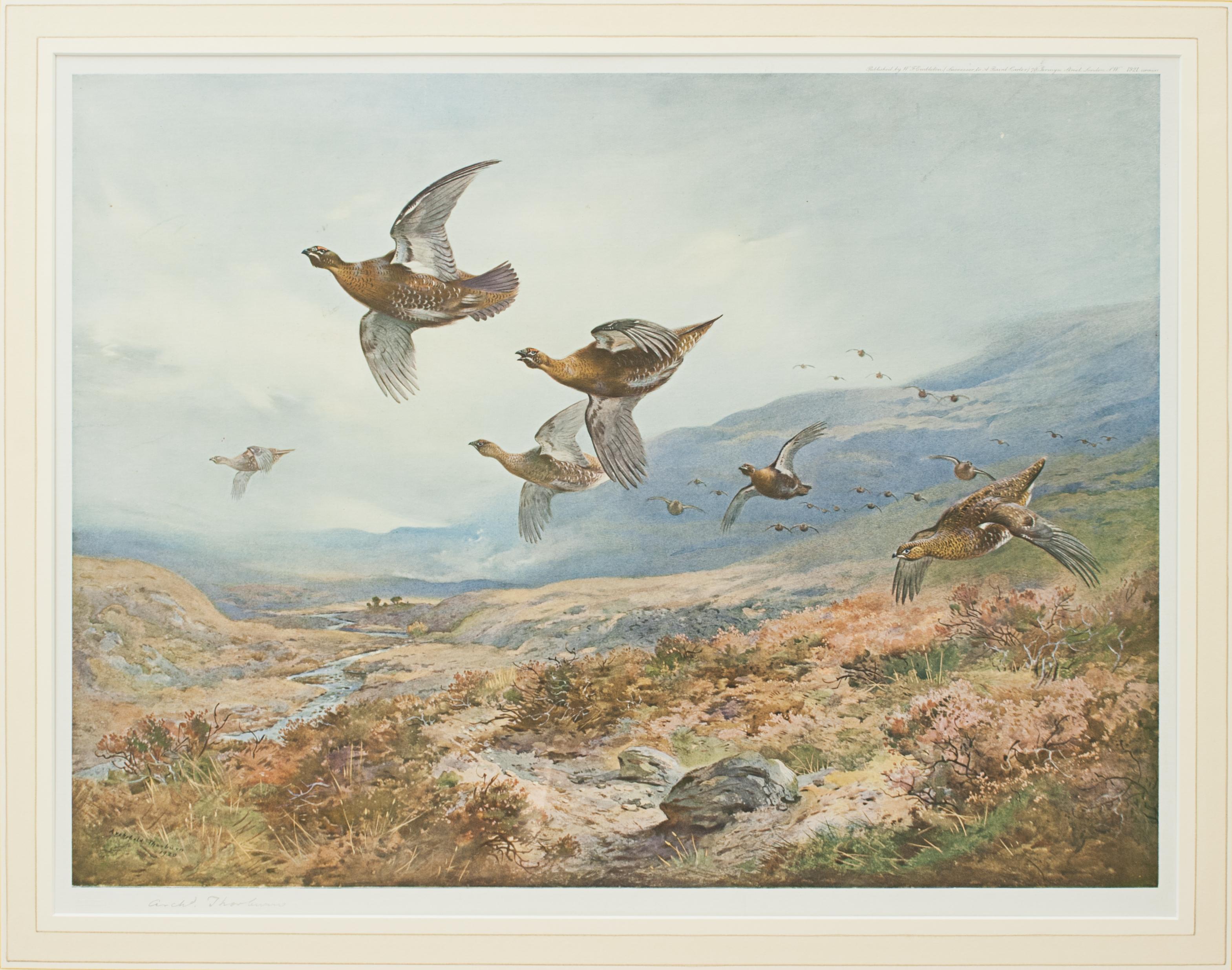 Sporting Art Antique Shooting Picture, Grouse Over the Moors by Archibald Thorburn