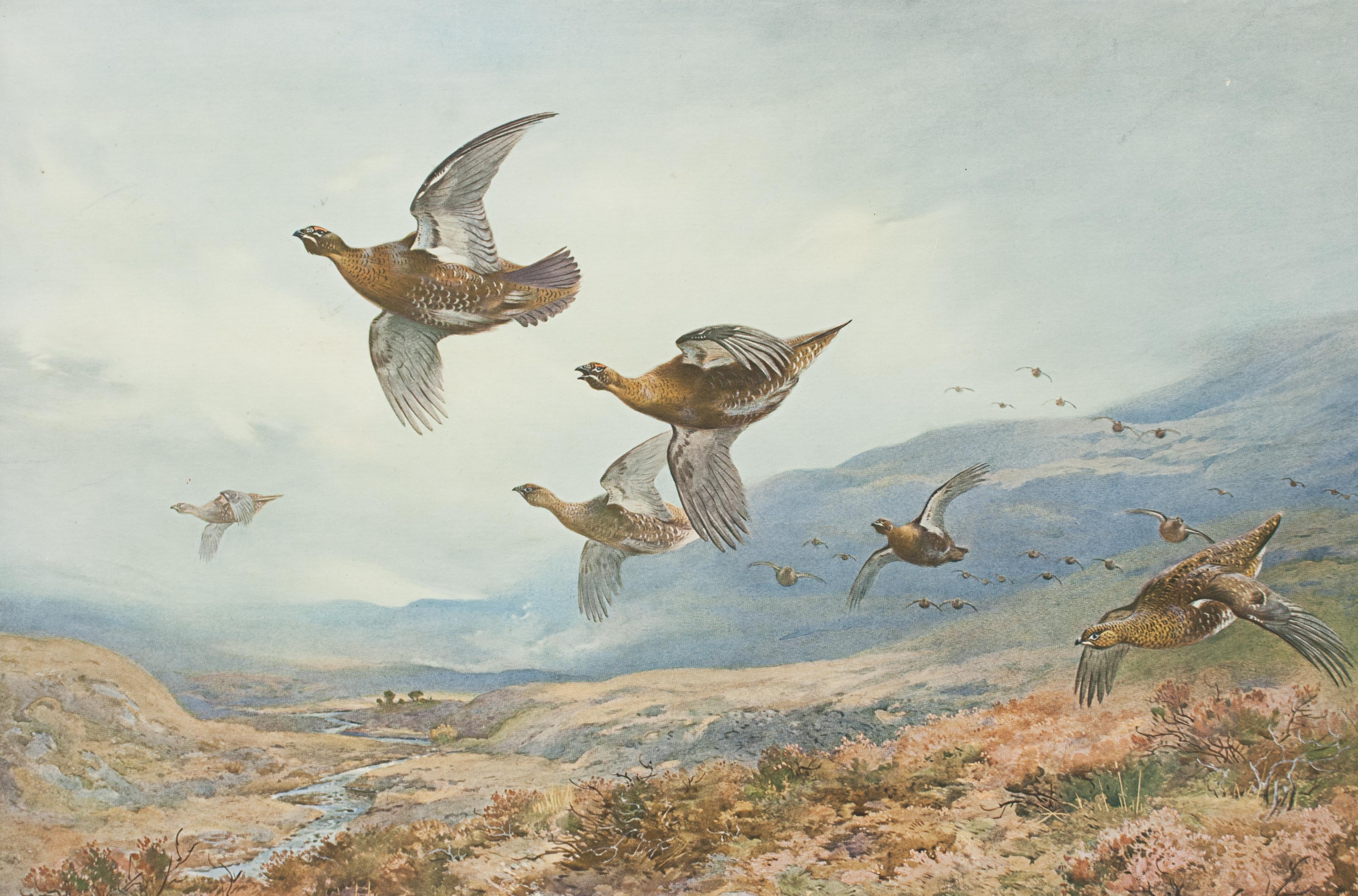 British Antique Shooting Picture, Grouse Over the Moors by Archibald Thorburn