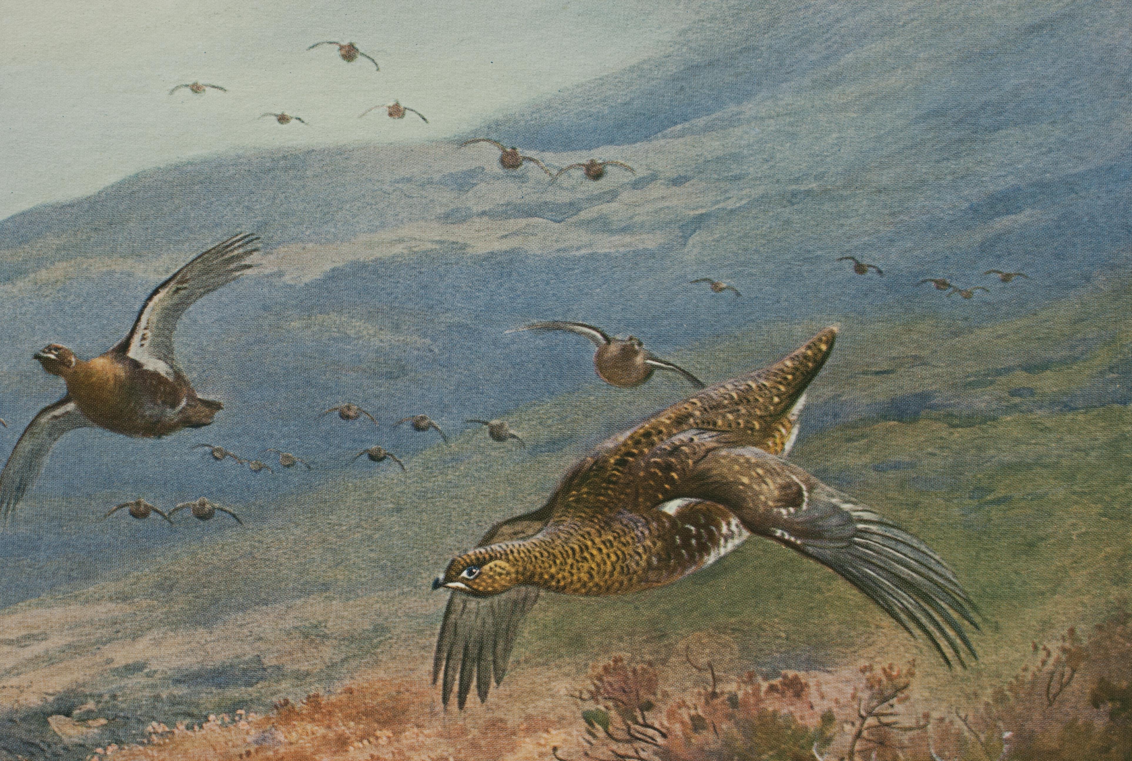 Early 20th Century Antique Shooting Picture, Grouse Over the Moors by Archibald Thorburn