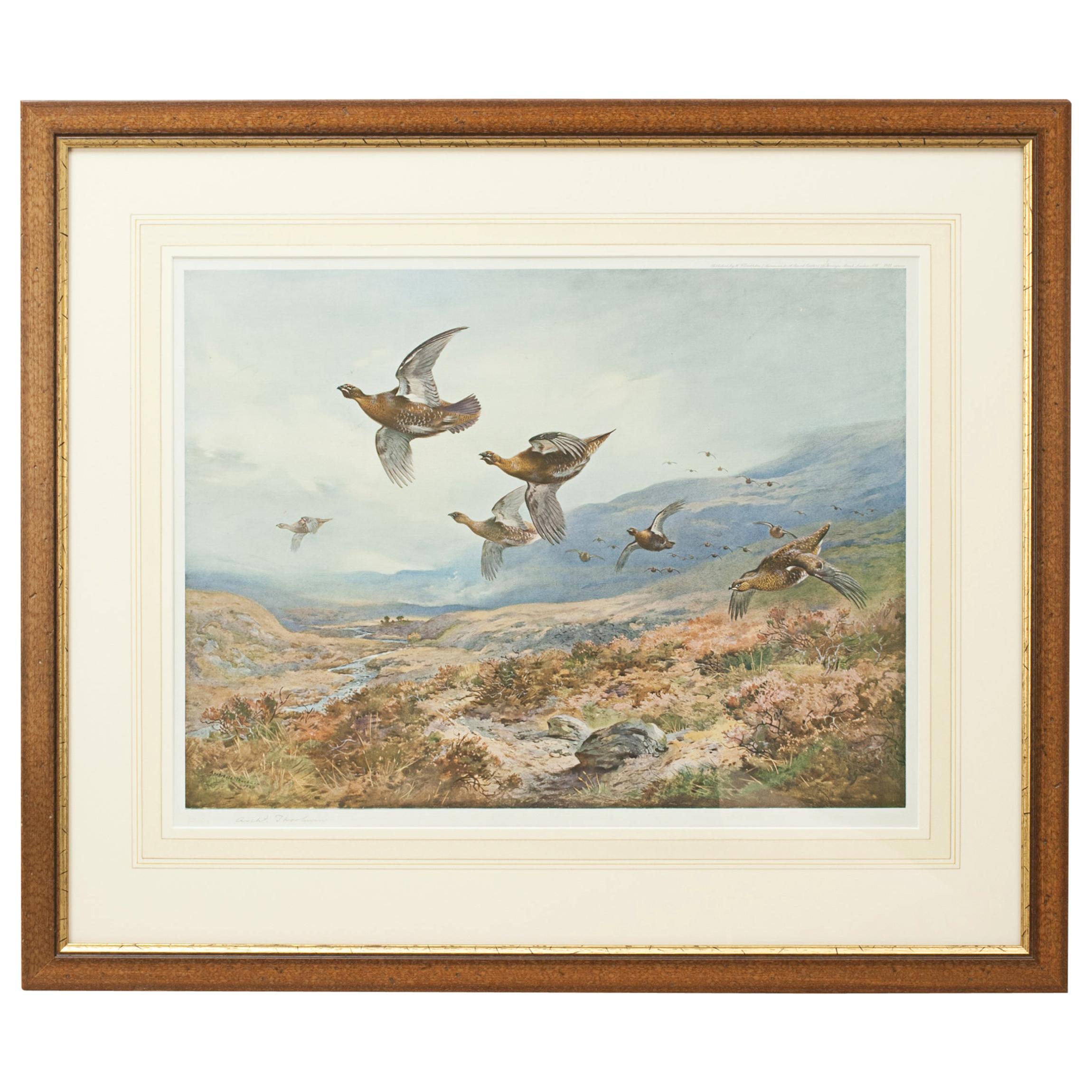 Antique Shooting Picture, Grouse Over the Moors by Archibald Thorburn