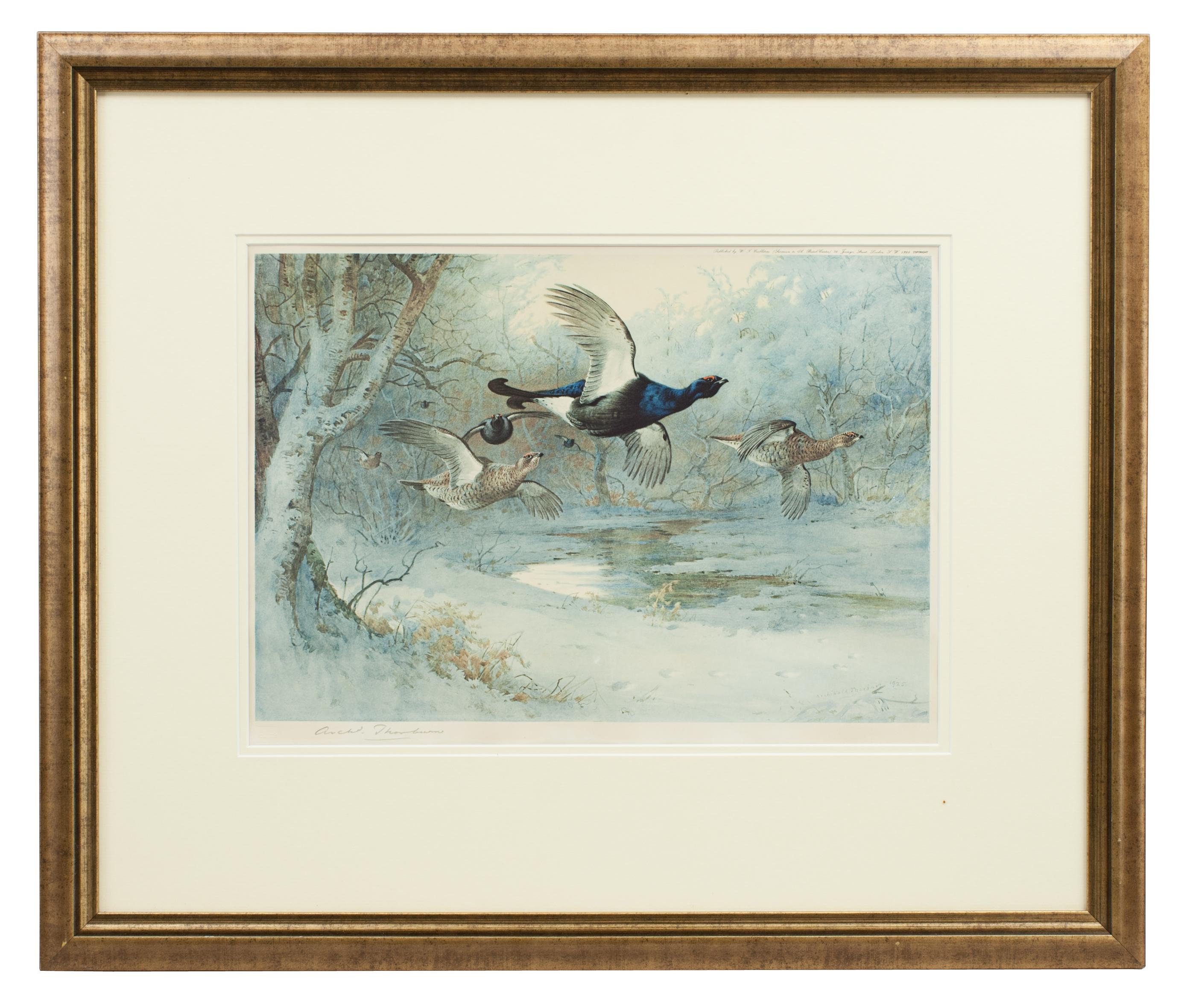 A game bird colotype print by Archibald Thorburn, titled 'Winter'. This is a single picture from a set of four called 'The Seasons'. Each season is represented by a bird, Partridge - Spring, pheasant - Autumn, Grouse - Summer, Black Game - Winter.