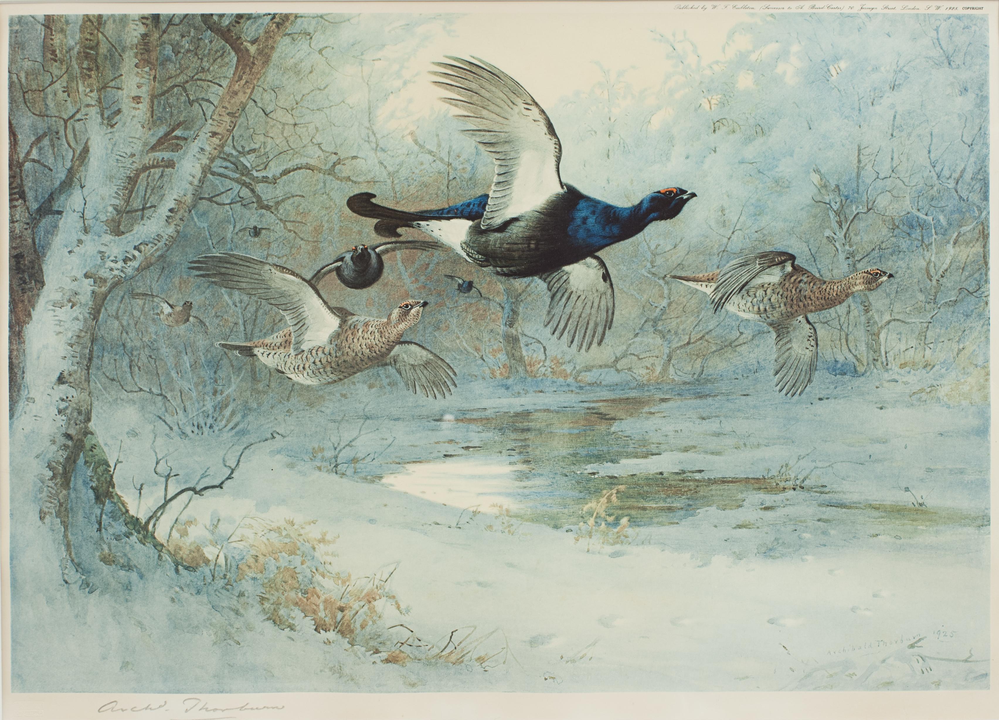 Sporting Art Antique Shooting Print, Game Birds by Archibald Thorburn, Winter, Pub, 1925