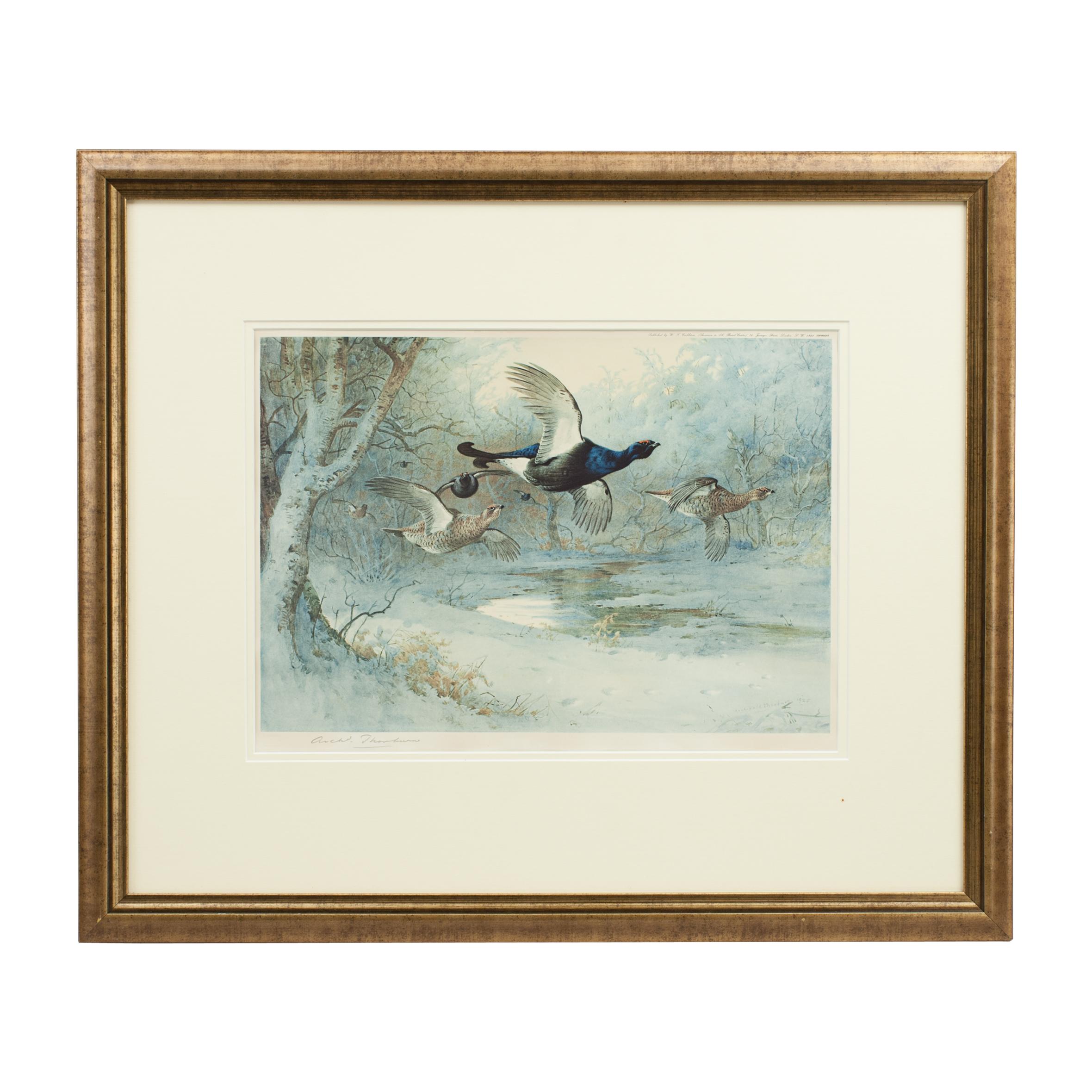 Antique Shooting Print, Game Birds by Archibald Thorburn, Winter, Pub, 1925