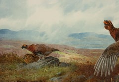 Antiker Jagddruck:: die Jahreszeiten von Archibald Thorburn:: Sommer:: Moorhuhn