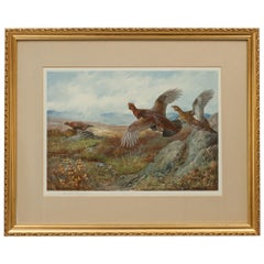 Antique Shooting Print, the Seasons by Archibald Thorburn, Summer, Grouse