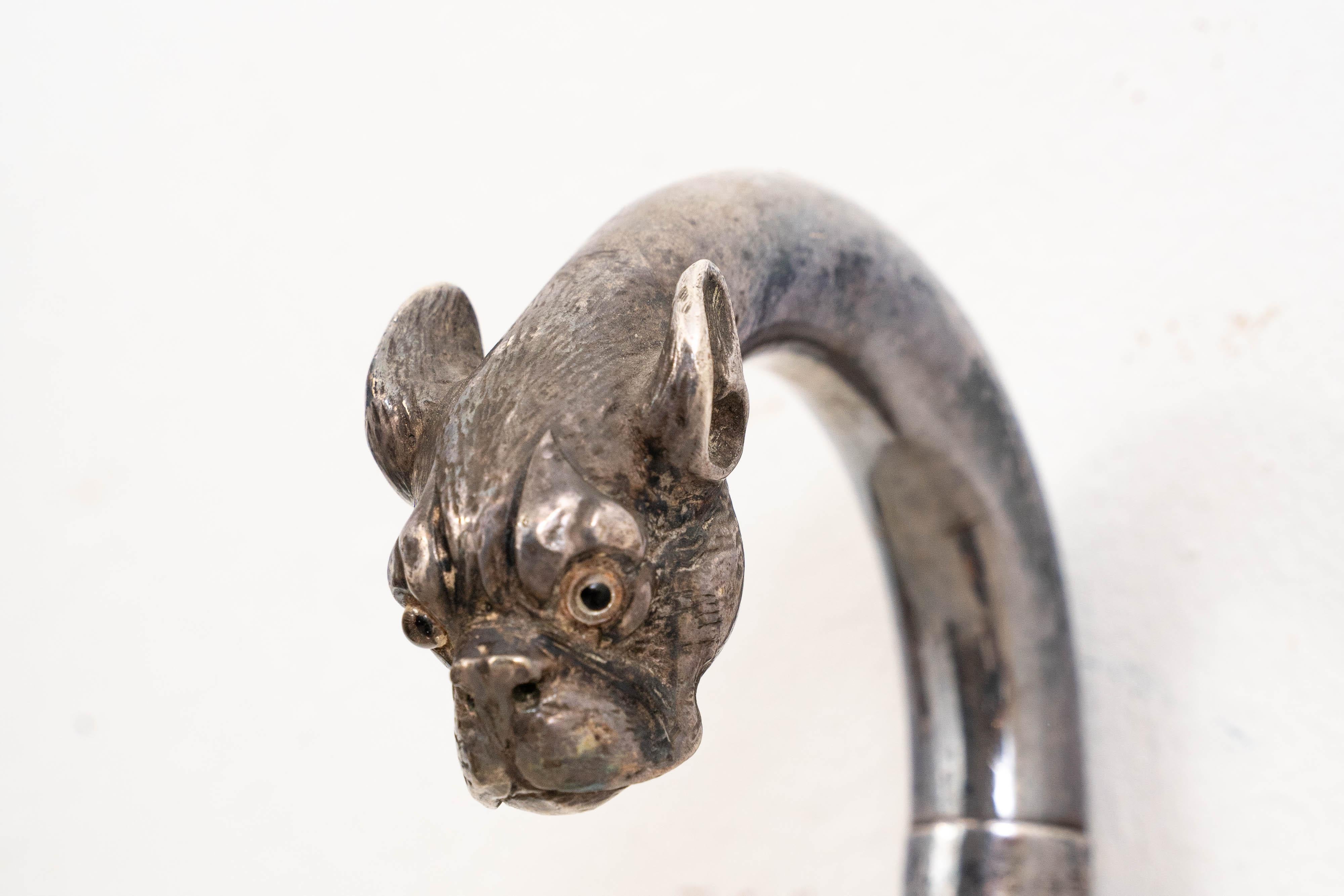 Questo elegante bastone da passeggio d'epoca presenta un manico in argento sterling realizzato a forma di testa di bulldog francese, un design che cattura perfettamente la forza e il fascino di questa razza. Con marchio di Birmingham del 1908, il