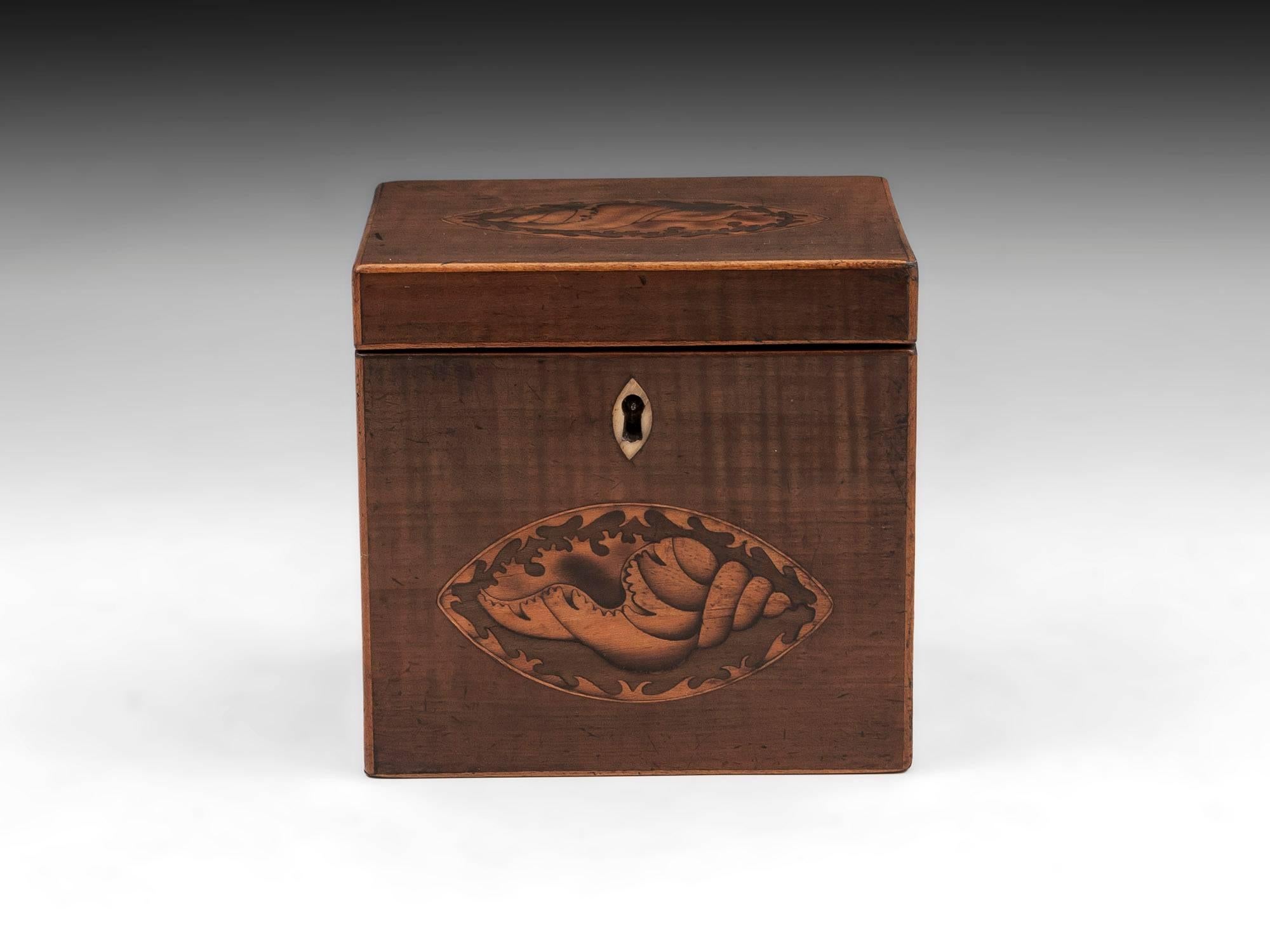 Antique Harewood tea caddy with inlaid conch shells on the front and top and bone escutcheon. 

The Georgian single tea caddy interior features a floating lid with bone handle, which would of sat on top of the loose tea to keep it fresh.
