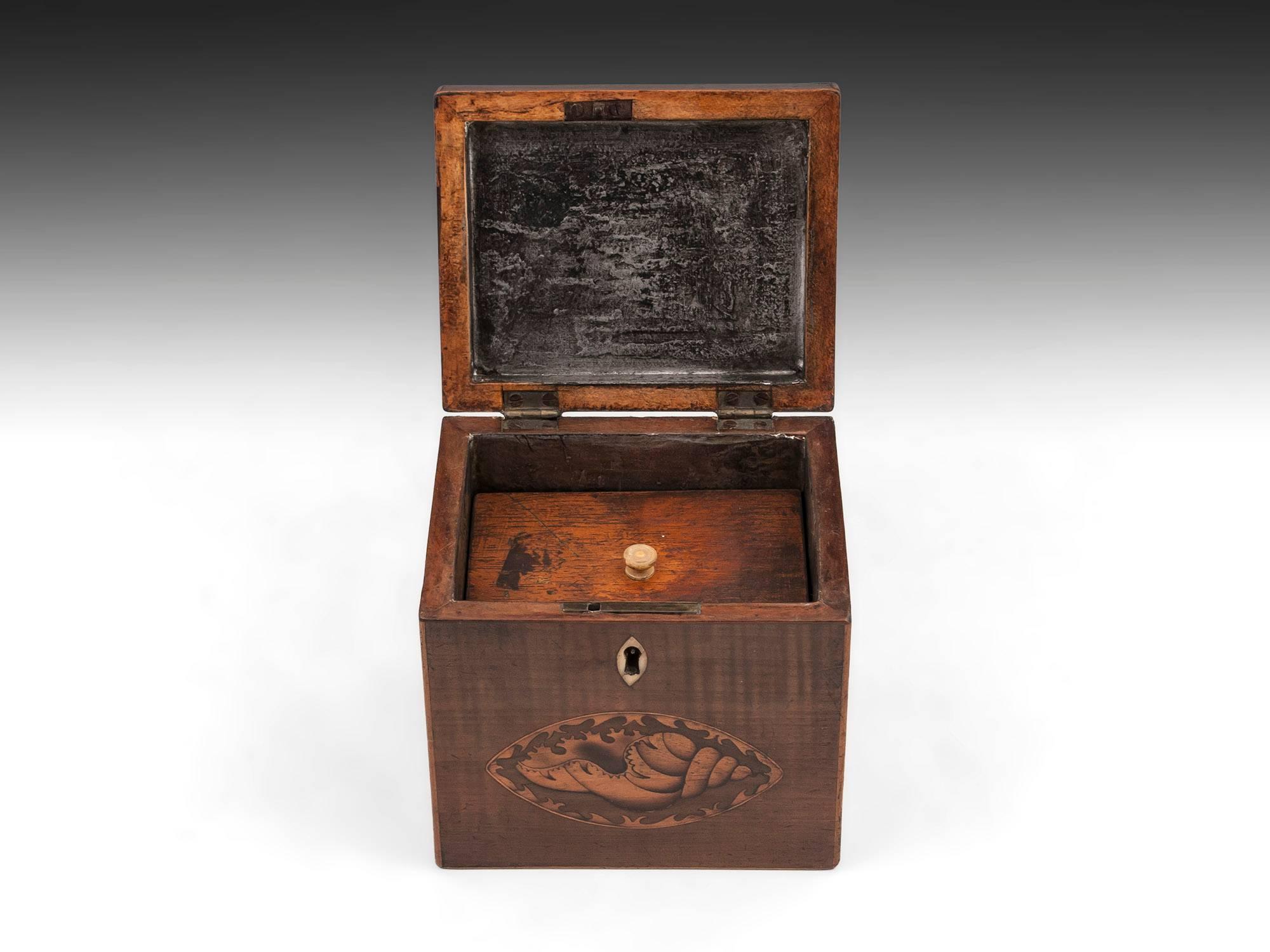 George III Harewood Antique Single Wooden Tea Caddy with Conch Shells, 18th Century For Sale