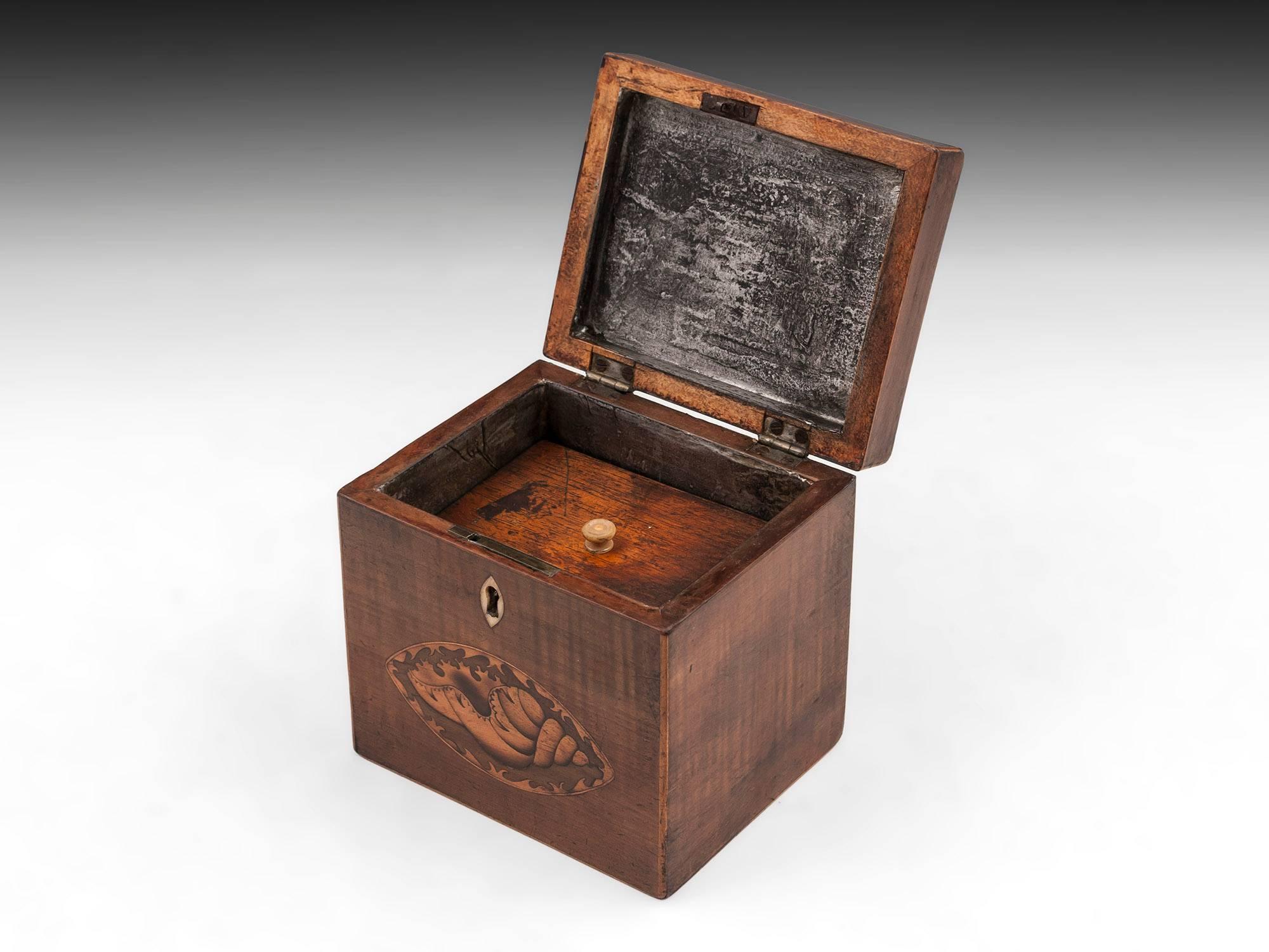 British Harewood Antique Single Wooden Tea Caddy with Conch Shells, 18th Century For Sale