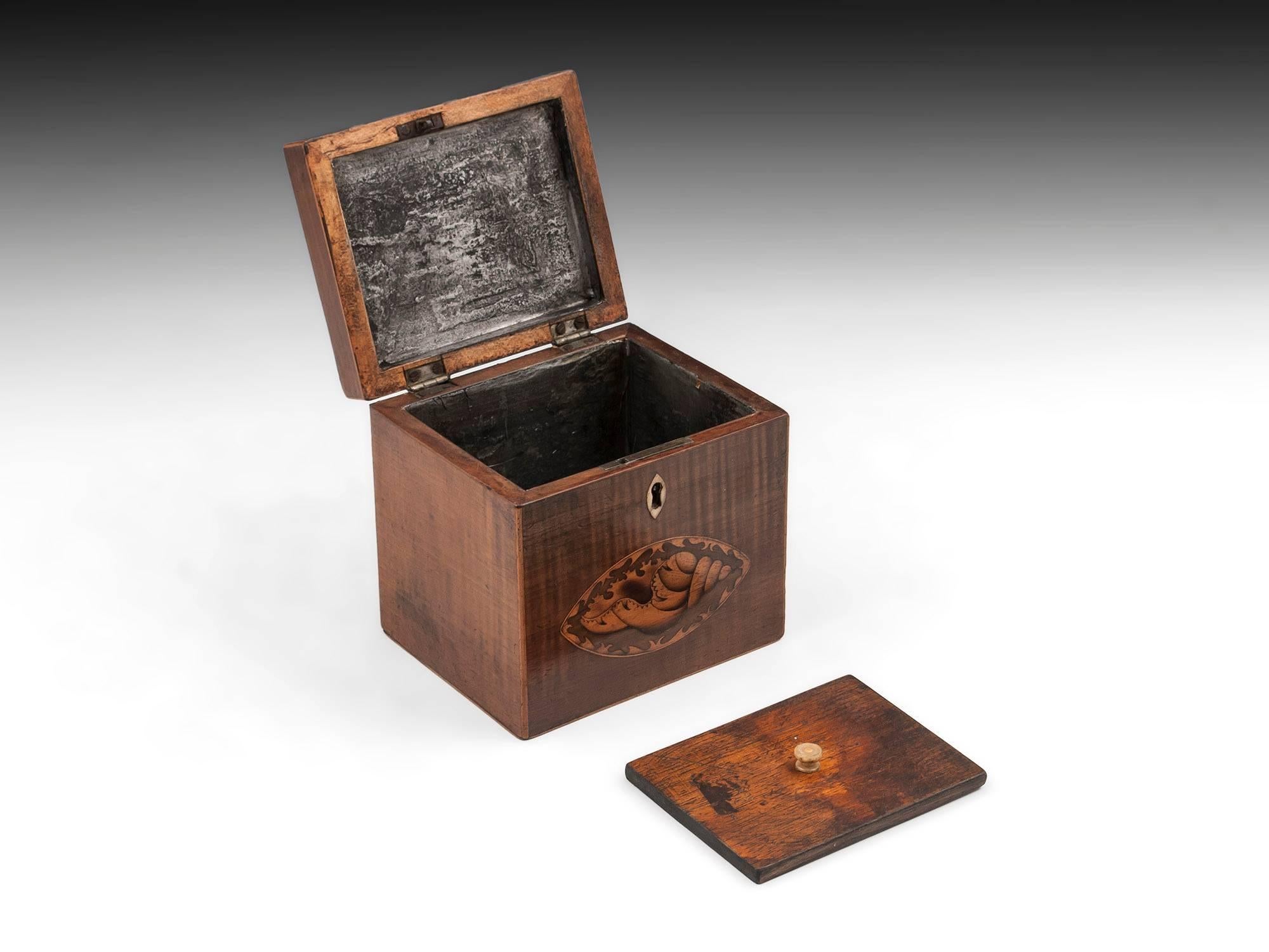 Harewood Antique Single Wooden Tea Caddy with Conch Shells, 18th Century In Good Condition For Sale In Northampton, United Kingdom