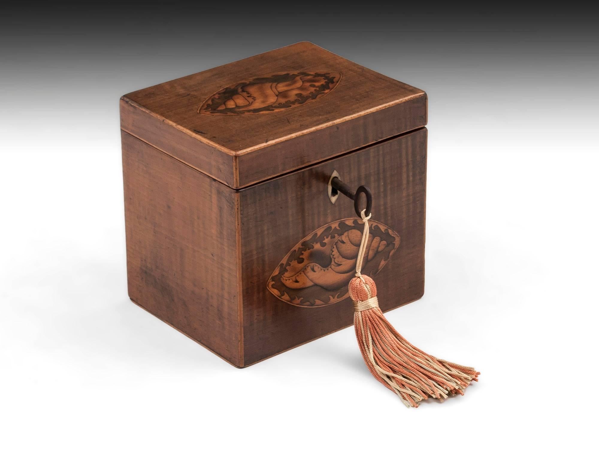 18th Century and Earlier Harewood Antique Single Wooden Tea Caddy with Conch Shells, 18th Century For Sale