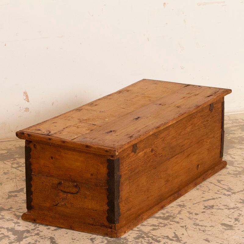 antique pine trunk