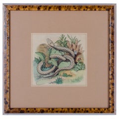 Antique Snake Engraving