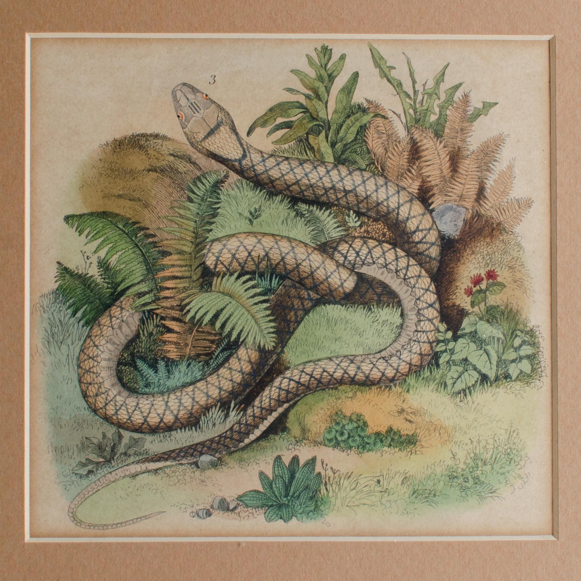 Altro Incisione antica di serpenti in vendita