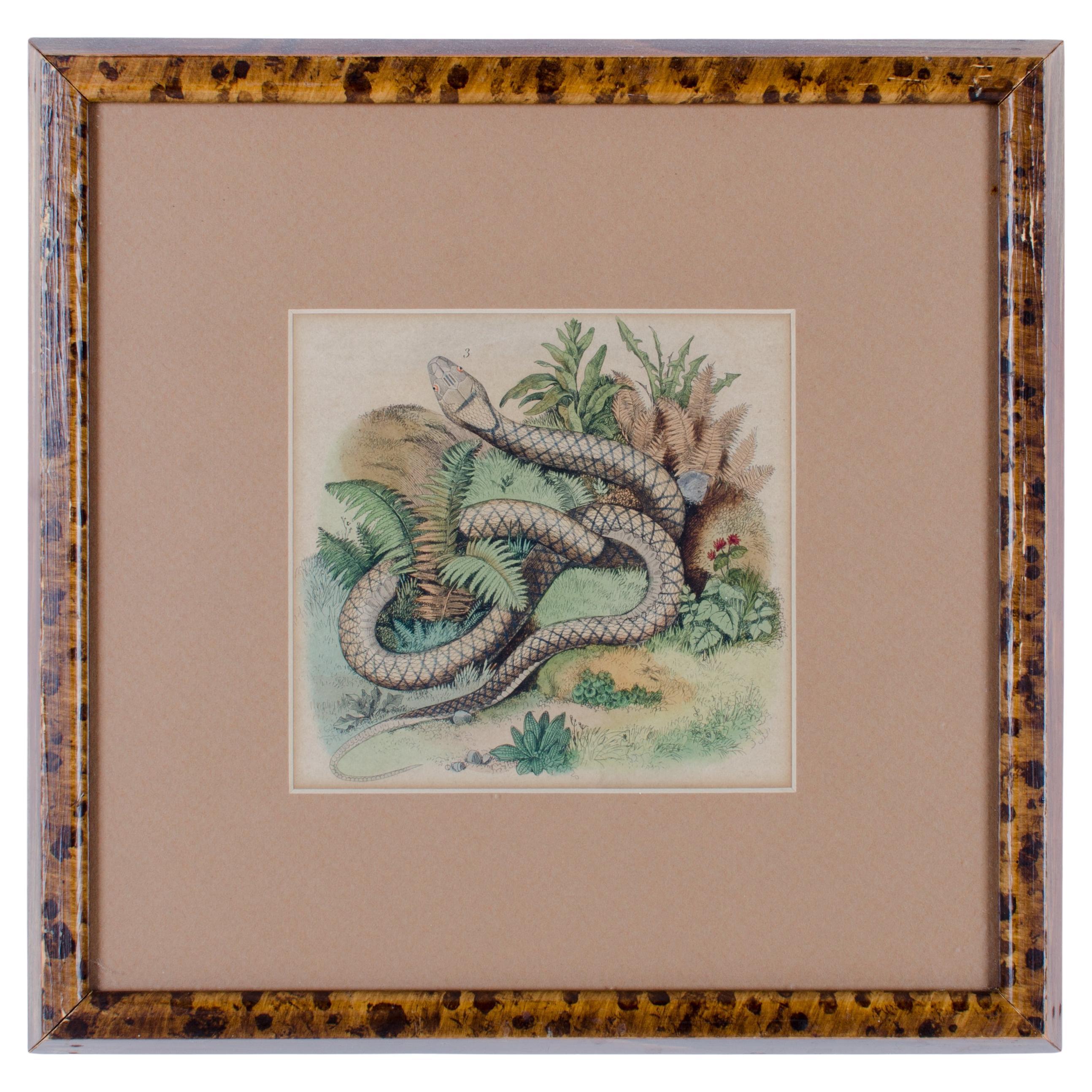 Antique Snake Engraving