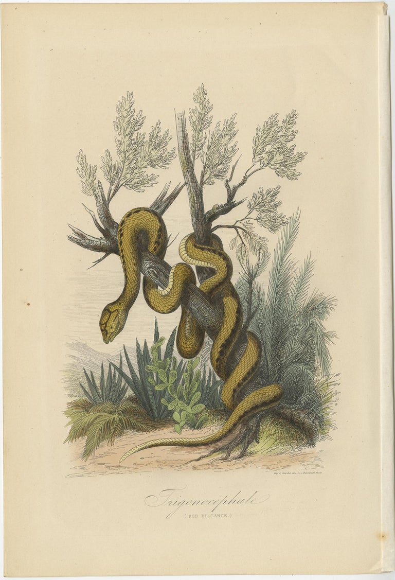 Antique Snake Print Named Martinican Pit Viper or Martinique Lancehead