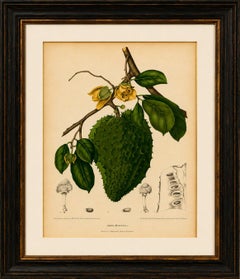 Antique Soursop Botanical Chromolithograph by Hoola van Nooten, c. 1880