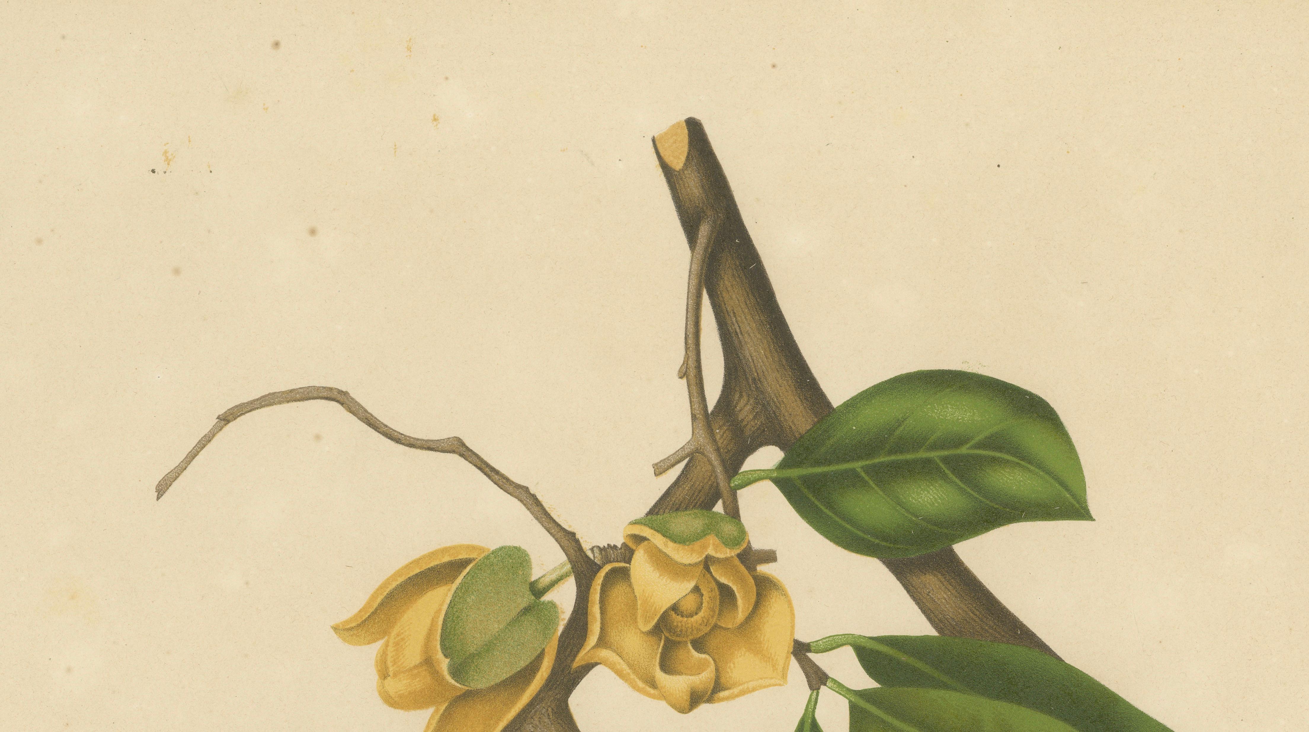 Antique Soursop Botanical Chromolithograph by Hoola van Nooten, c. 1880