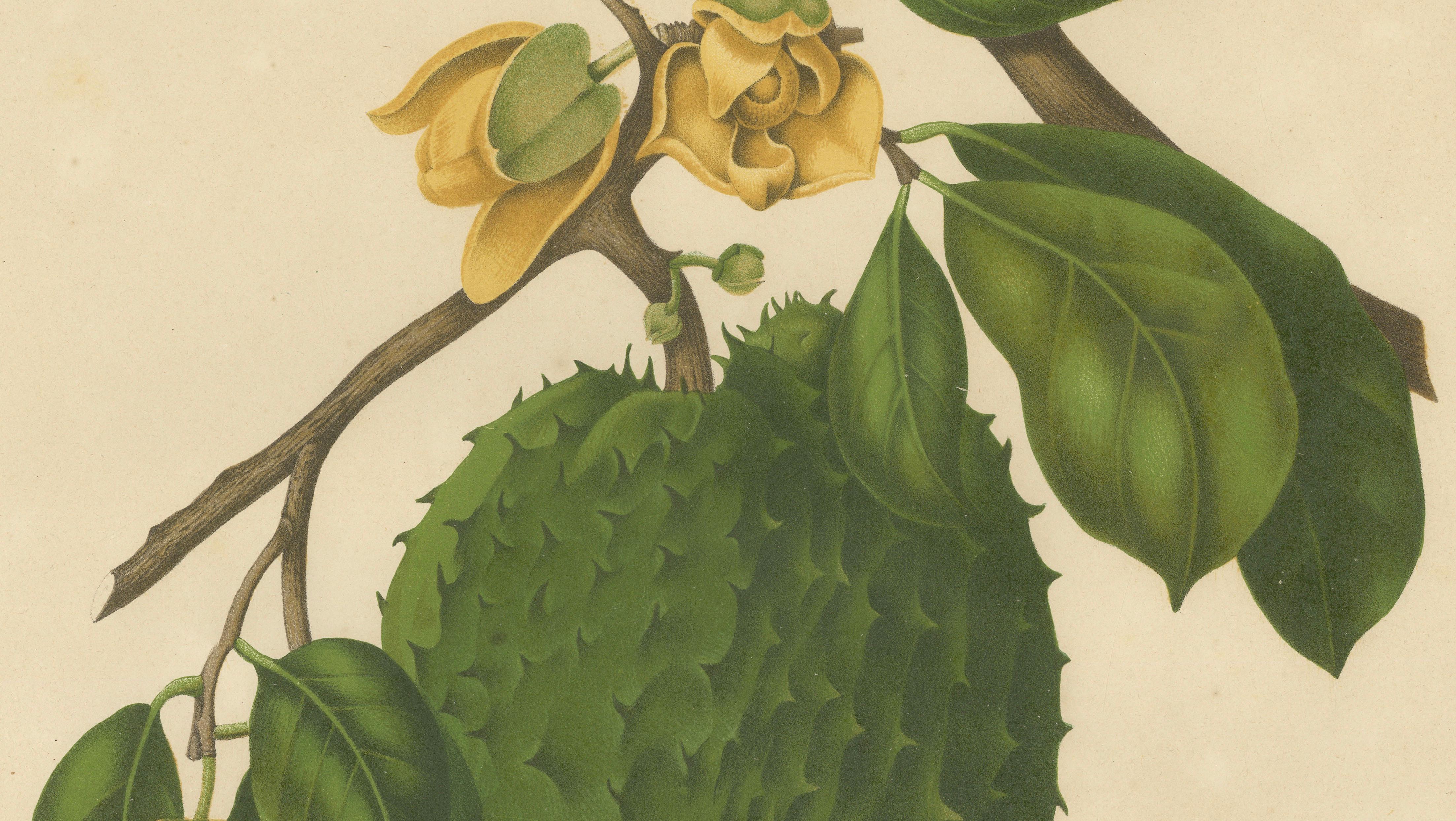Antique Soursop Botanical Chromolithograph by Hoola van Nooten, c. 1880