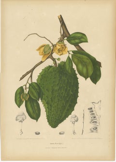 Antique Soursop Botanical Chromolithograph by Hoola van Nooten, c. 1880