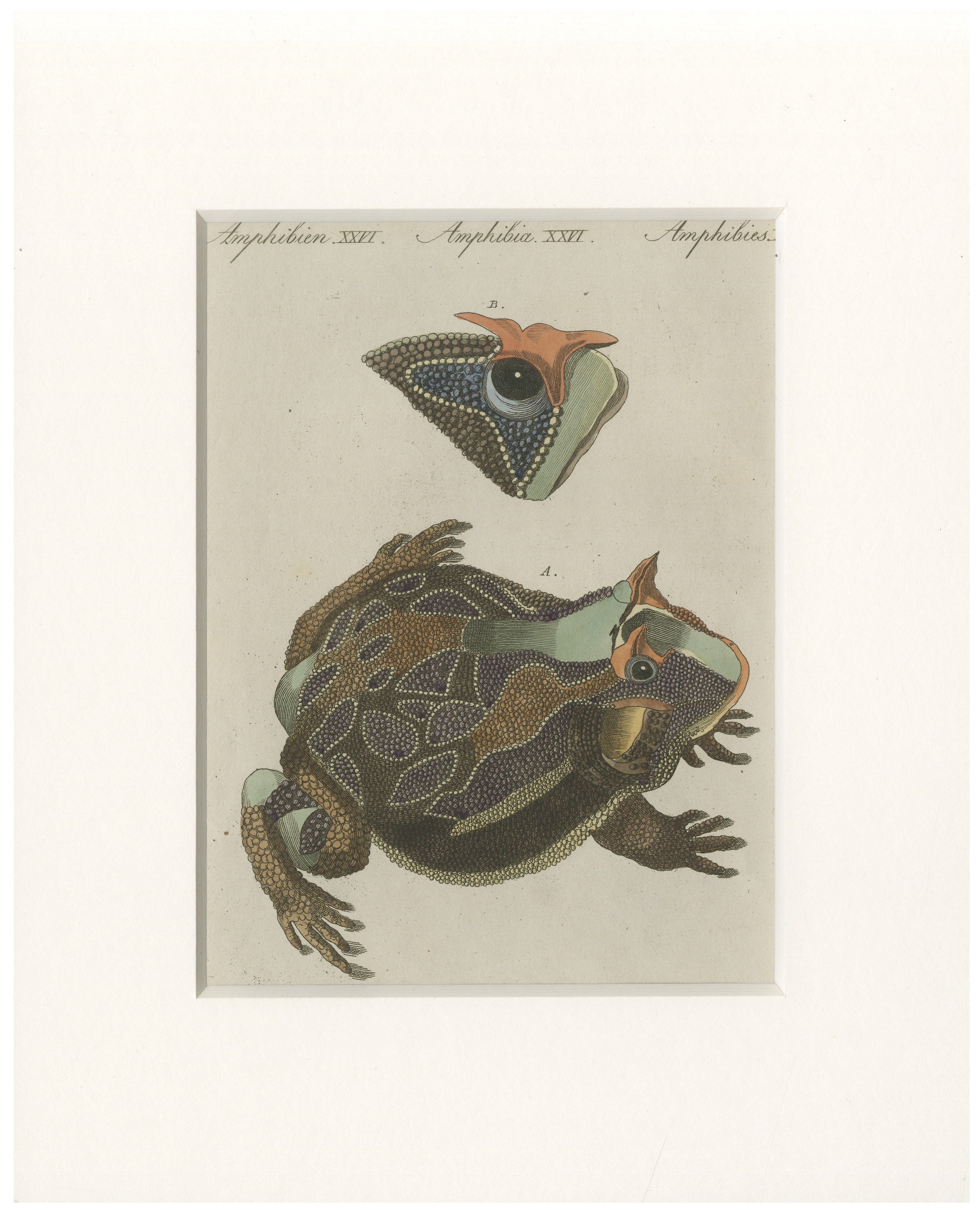 Antique South American Horned Frog Engraving – Bertuch, c. 1807