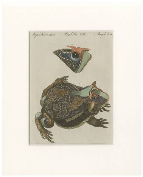 Antique South American Horned Frog Engraving – Bertuch, c. 1807