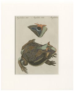 Antique South American Horned Frog Engraving – Bertuch, c. 1807