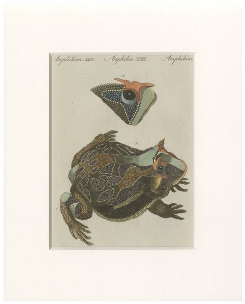Antique South American Horned Frog Engraving, Bertuch, c. 1807