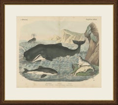 Antique Sperm Whale Print with Porpoise and Seals, Kolb Mammals, circa 1890