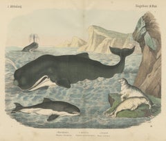 Antique Sperm Whale Print with Porpoise and Seals, Kolb Mammals, circa 1890