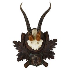 Antique Springbok Trophy on Carved Plaque, Austria 1925