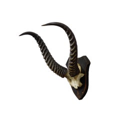 Antique Springbok Trophy on Wooden Plaque, ca. 1930s